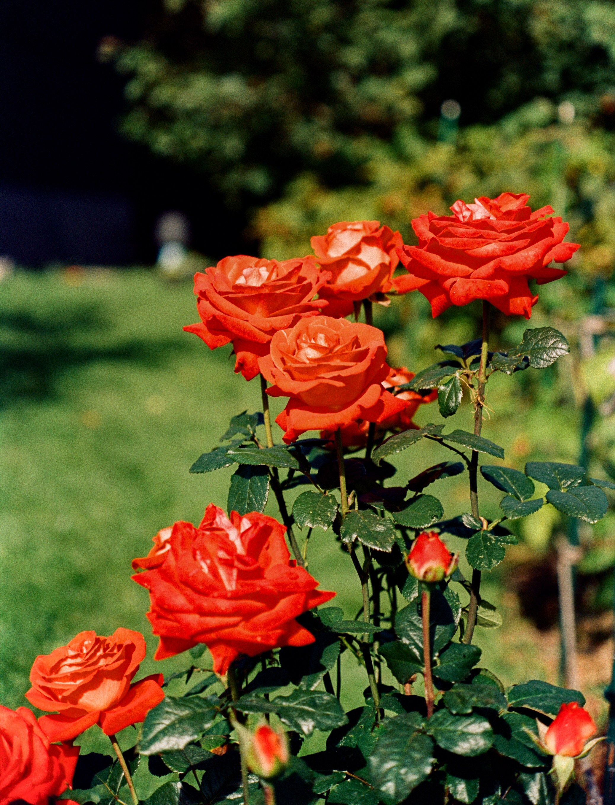 Nikon F100 примеры фотографий