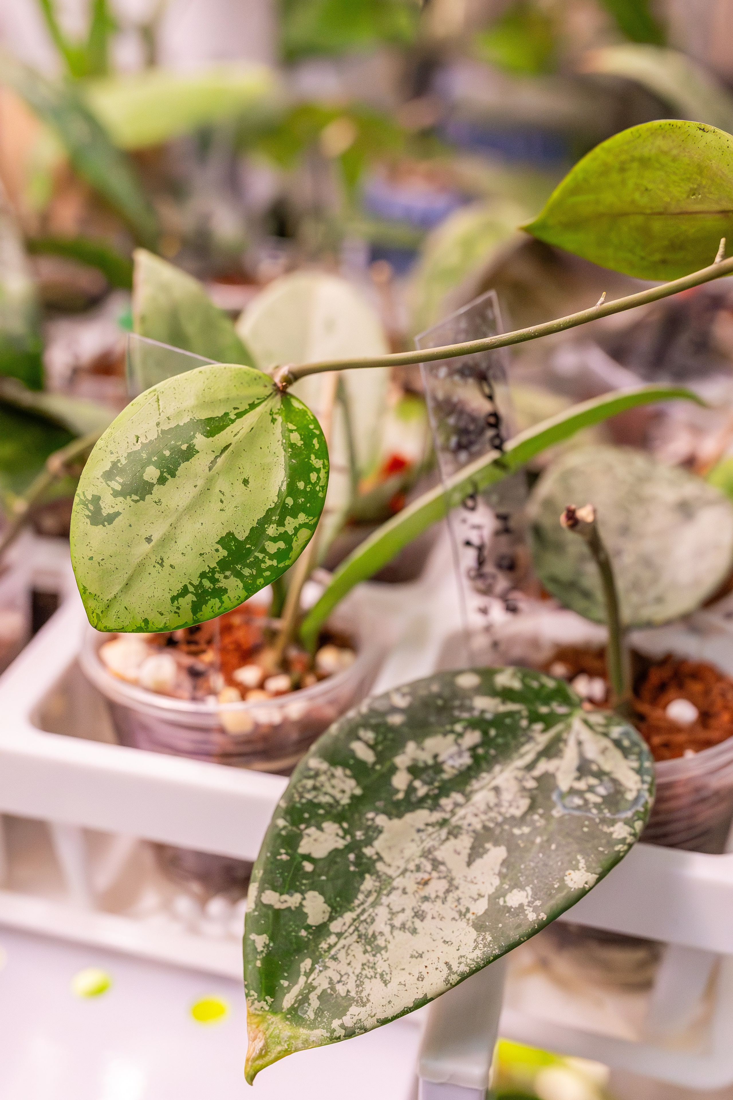 Монстериум апрель 2026. Александра Куликова фотограф, Москва