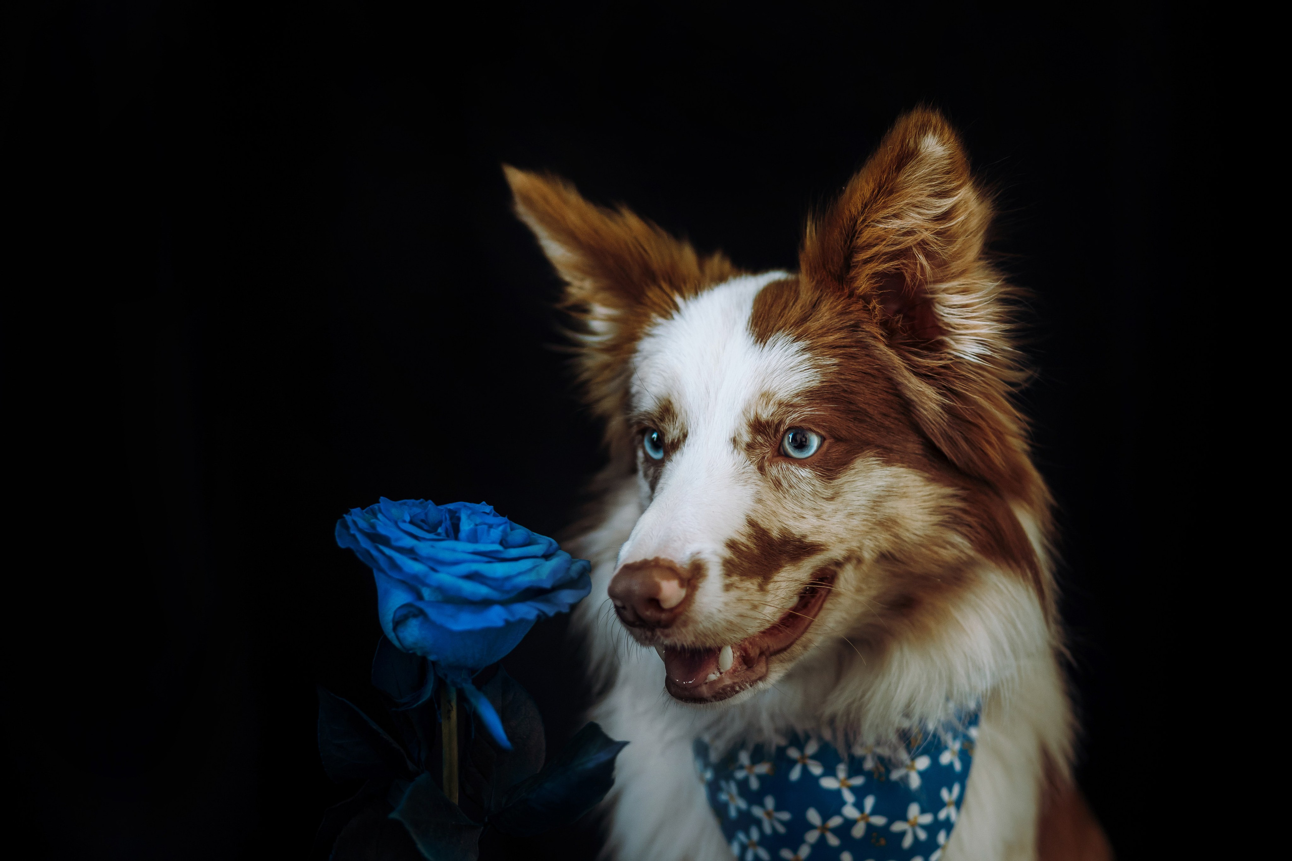 День рождения Айко