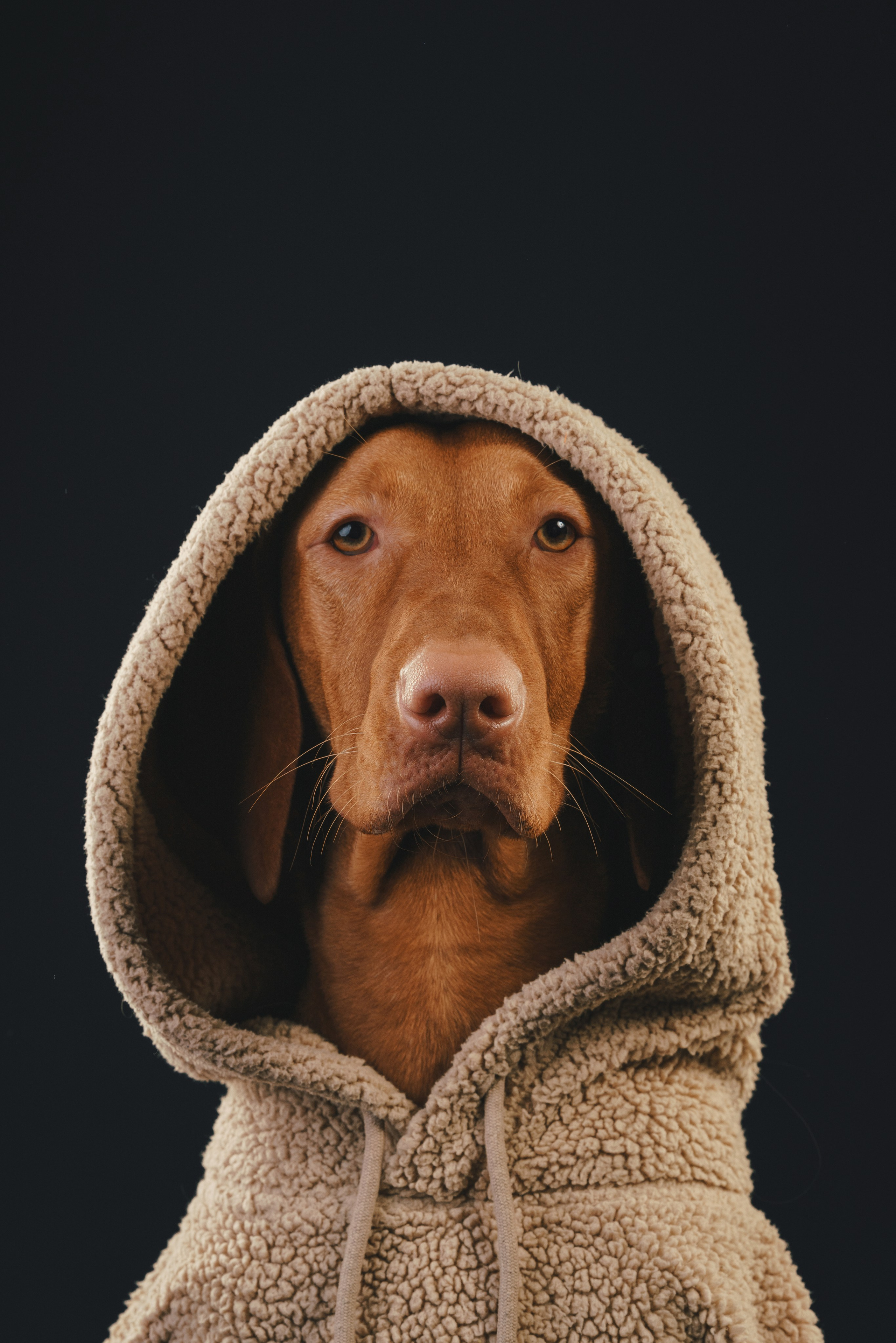 Выжла Гая. Фотограф анималист Осипчикова Мария