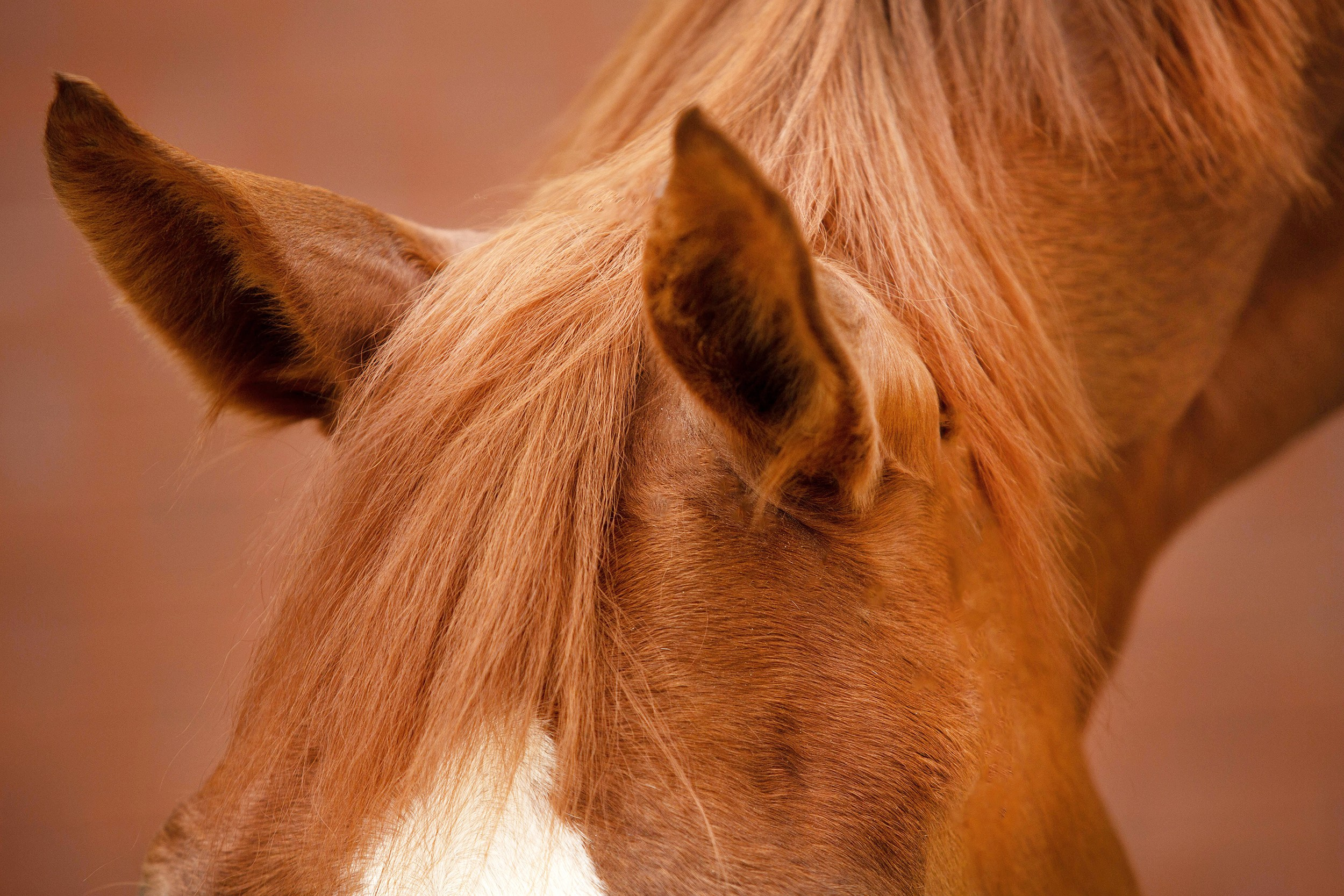 Фотограф-анималист Юлия Удовенко