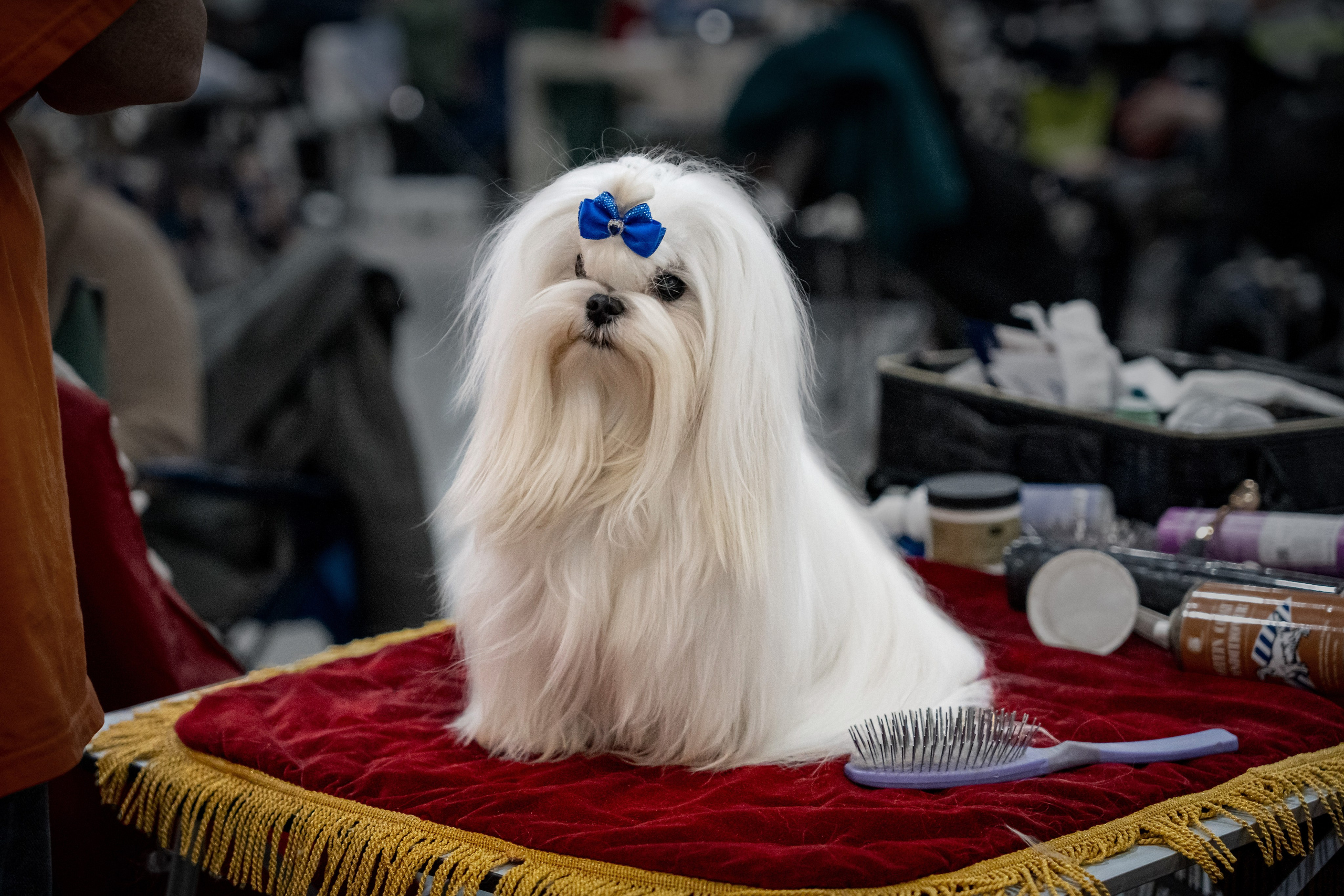 Животные. Фото, видео, монтаж