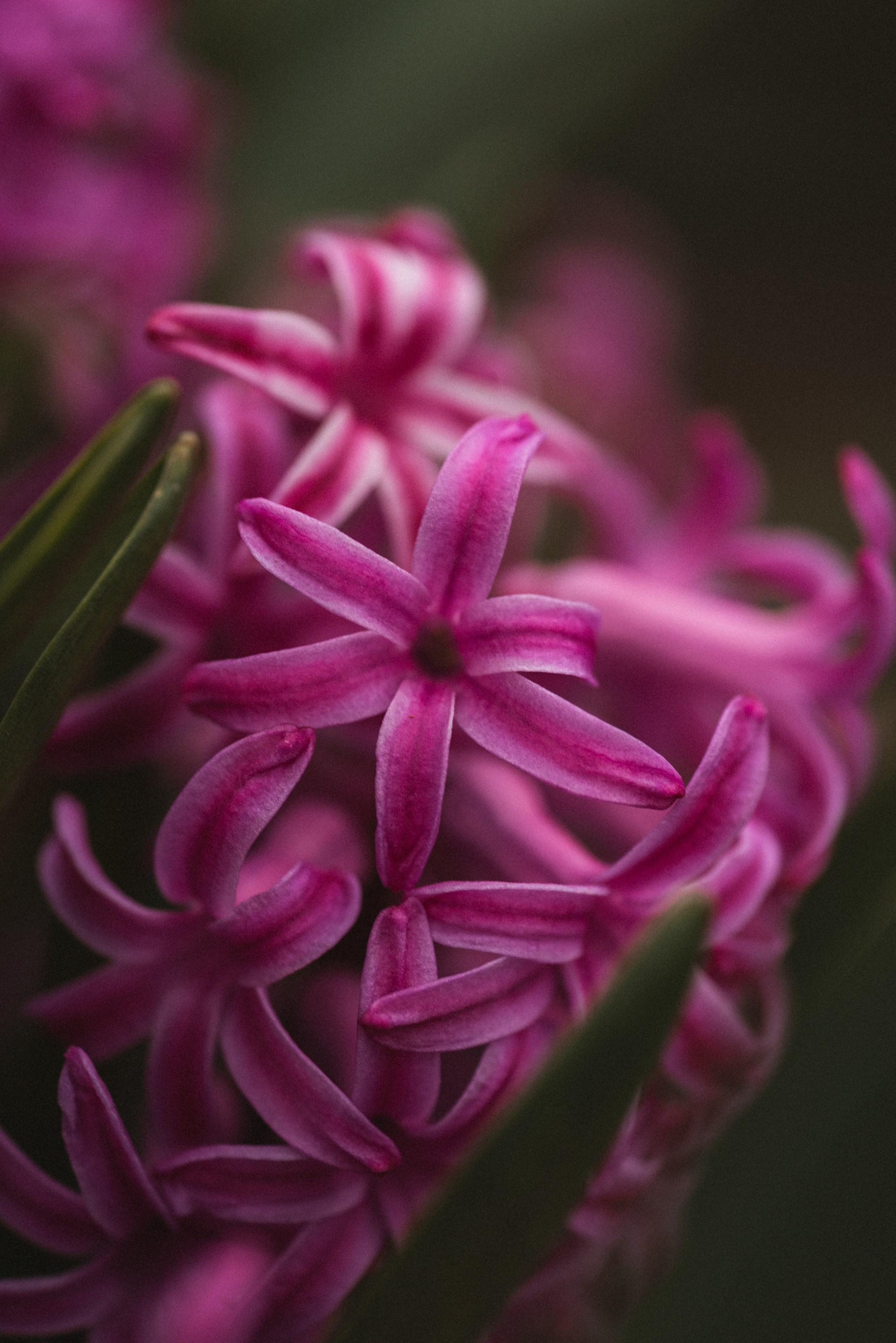 Macro. Фотограф на Юге России