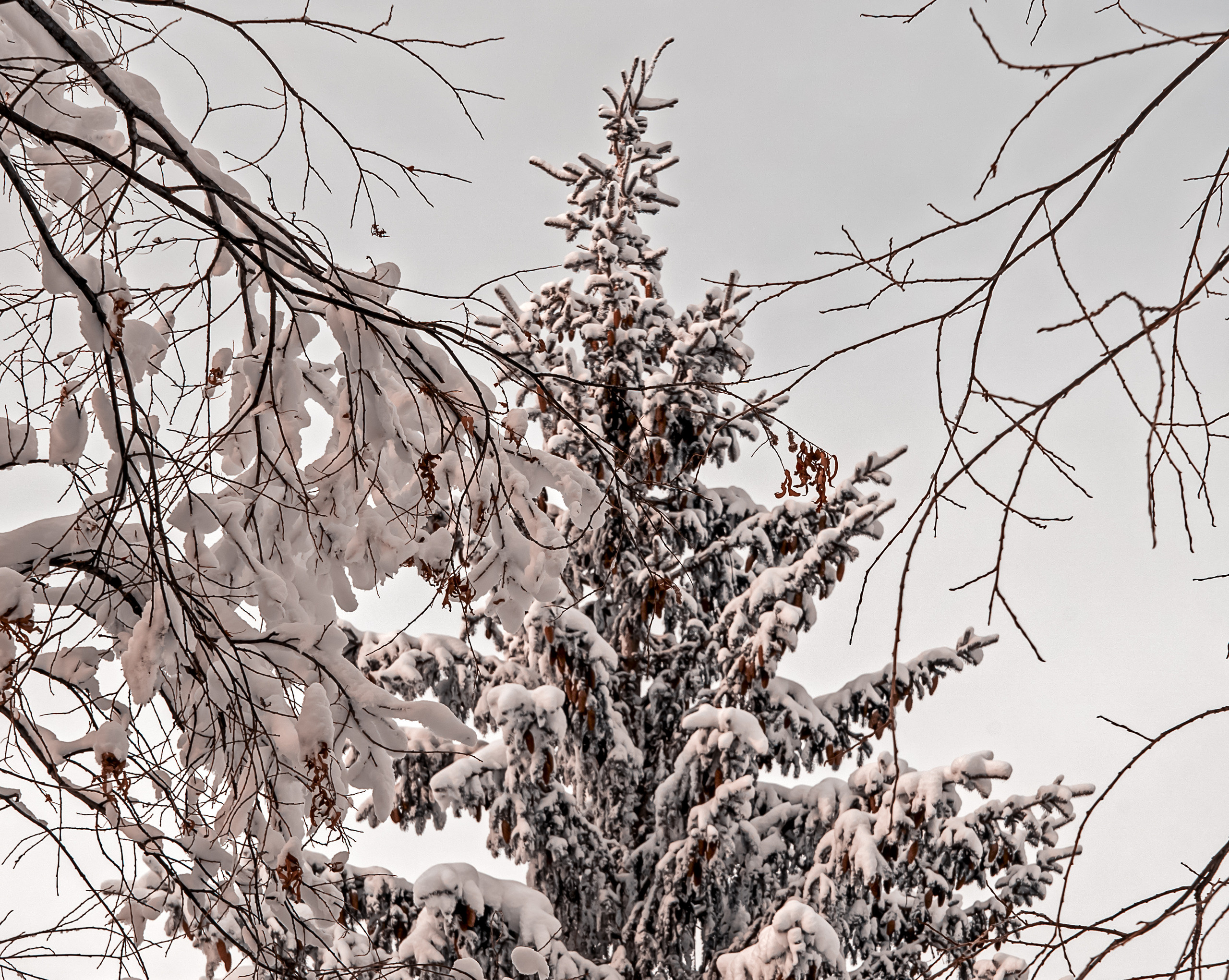 Эссо фото. Фотограф Ворошилов Дмитрий. Эссо. Камчатка