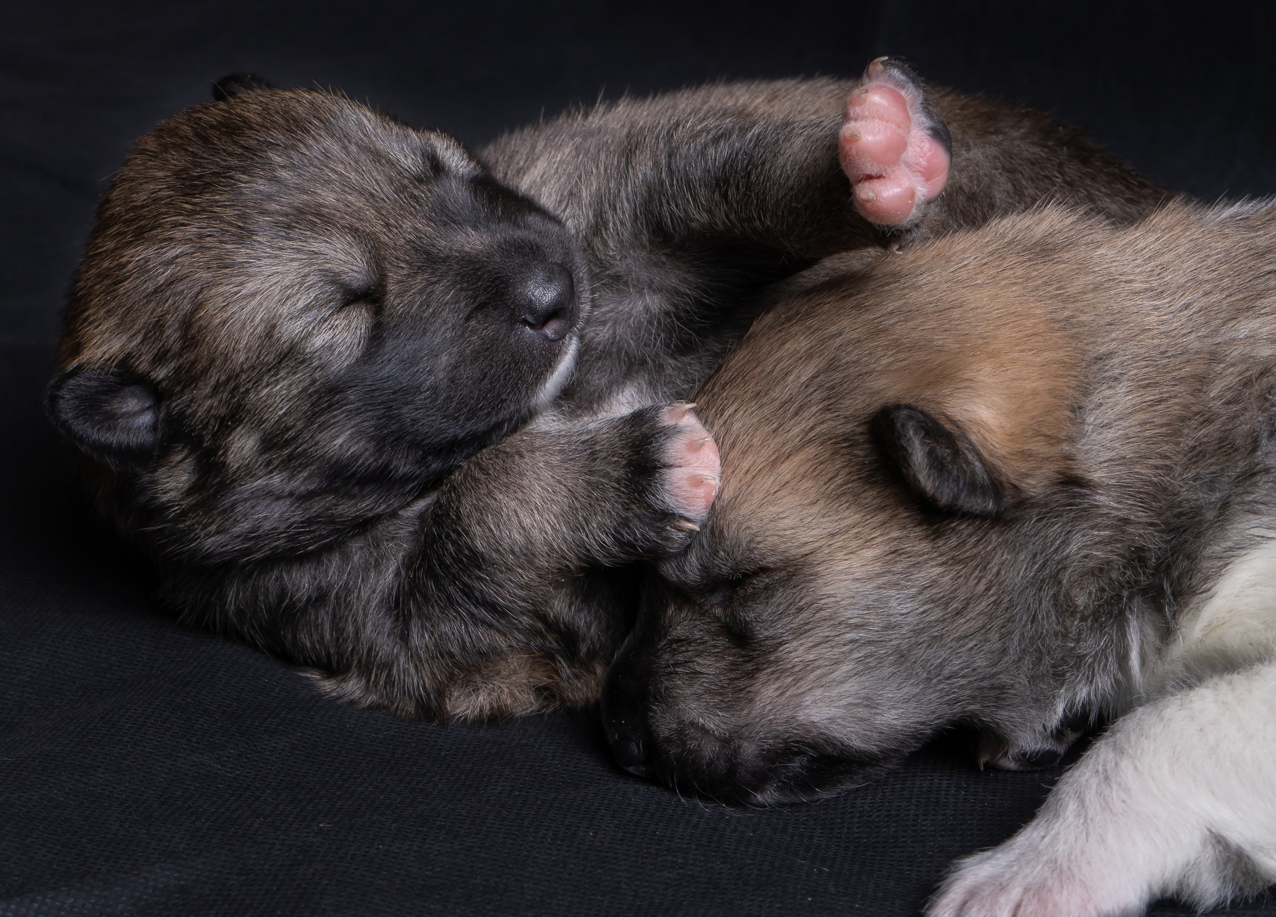 Моя Найда. Фотограф Ворошилов Дмитрий. Эссо. Камчатка