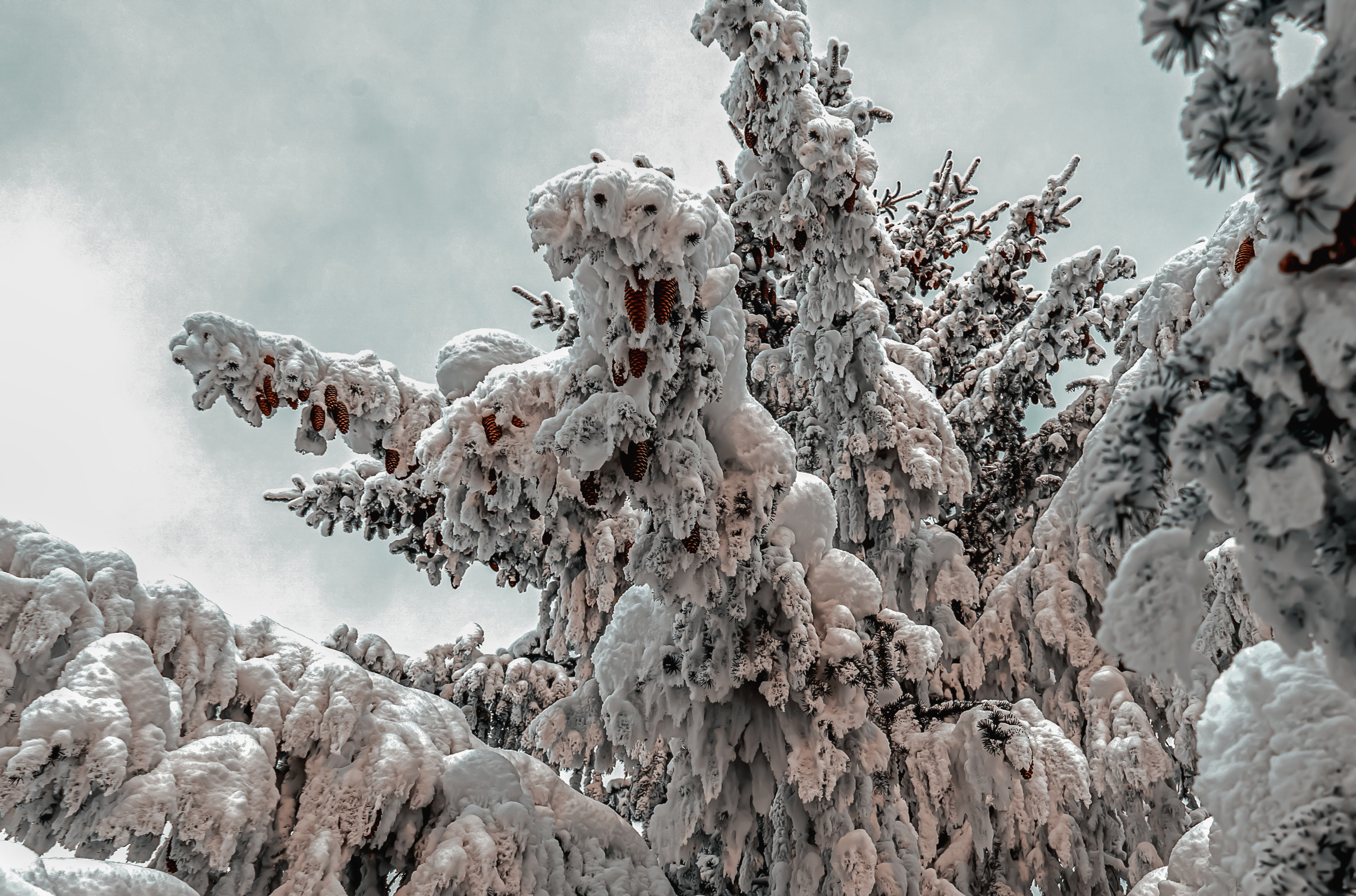 Эссо фото. Фотограф Ворошилов Дмитрий. Эссо. Камчатка