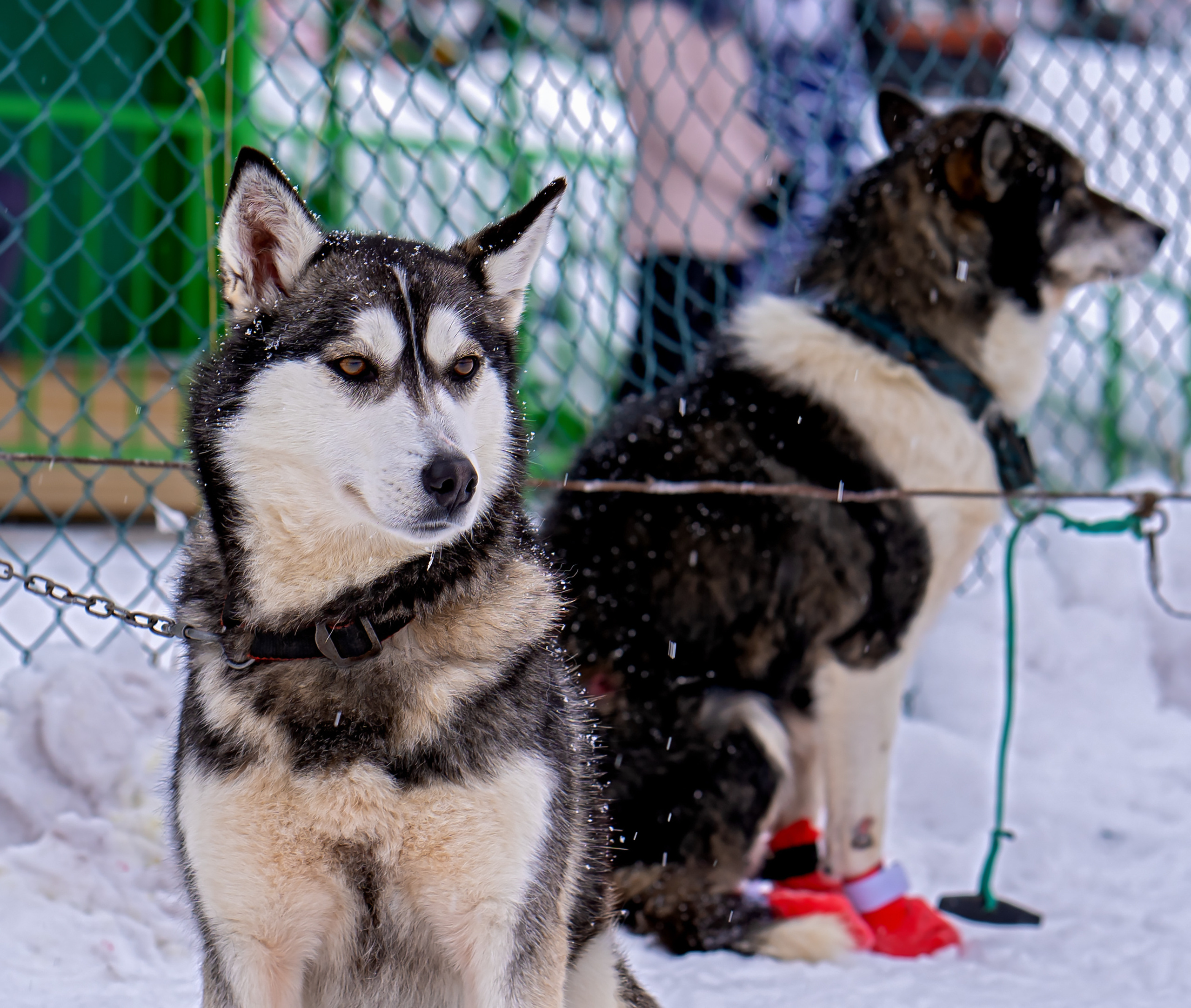 Фотограф Ворошилов Дмитрий. Эссо. Камчатка