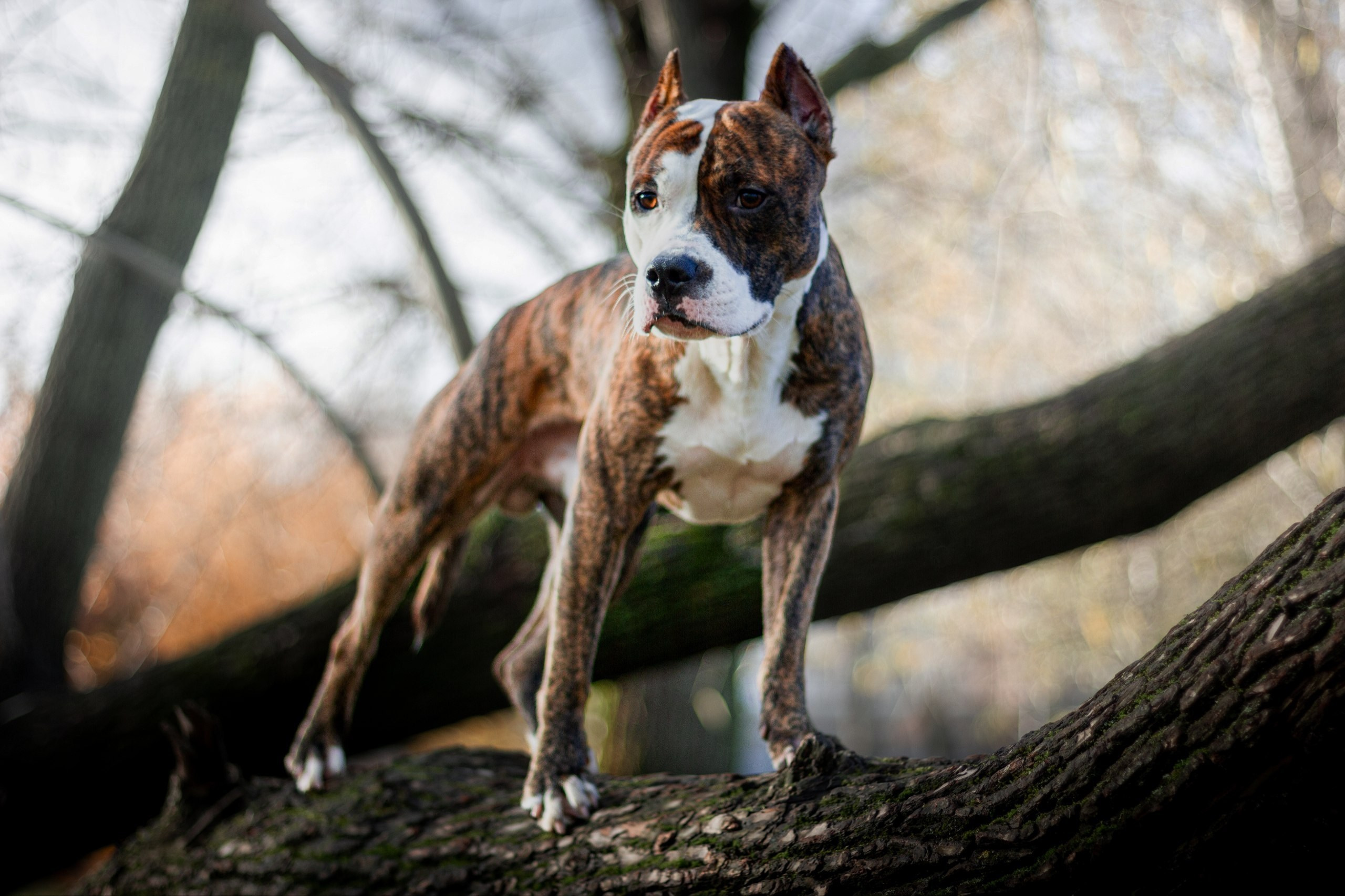 Анималистика. Никита Соловьев | Фотограф в Санкт-Петербурге