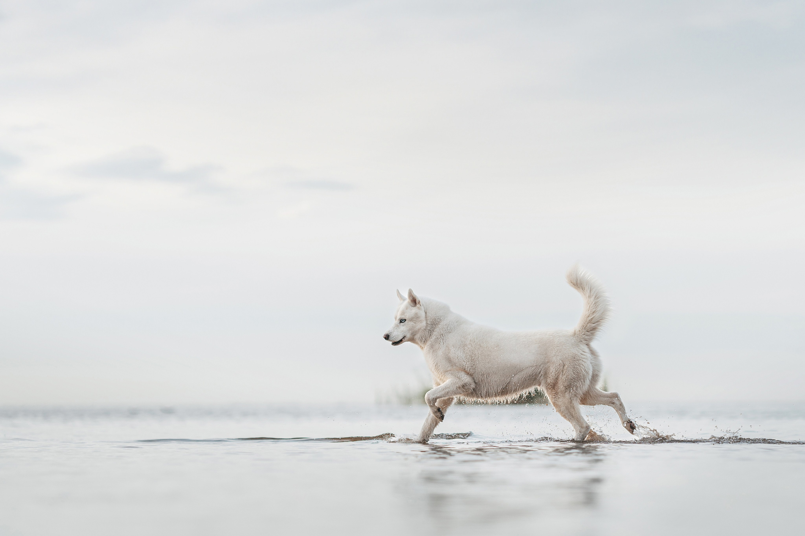 Фотограф анималист Осипчикова Мария