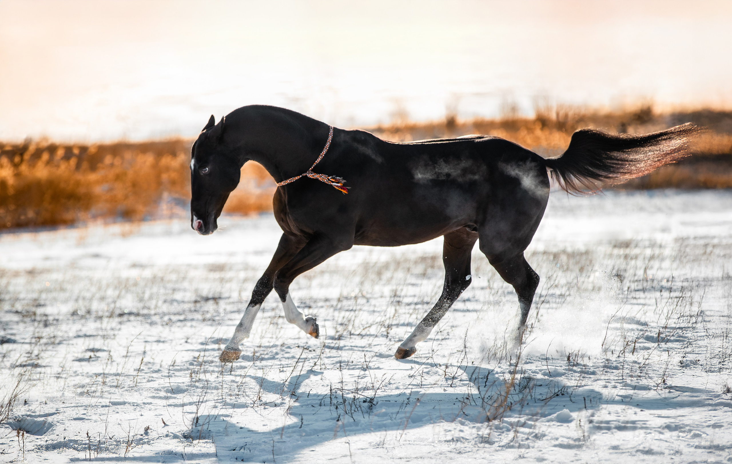 Разное. Фотограф-анималист Ксендзова Кристина