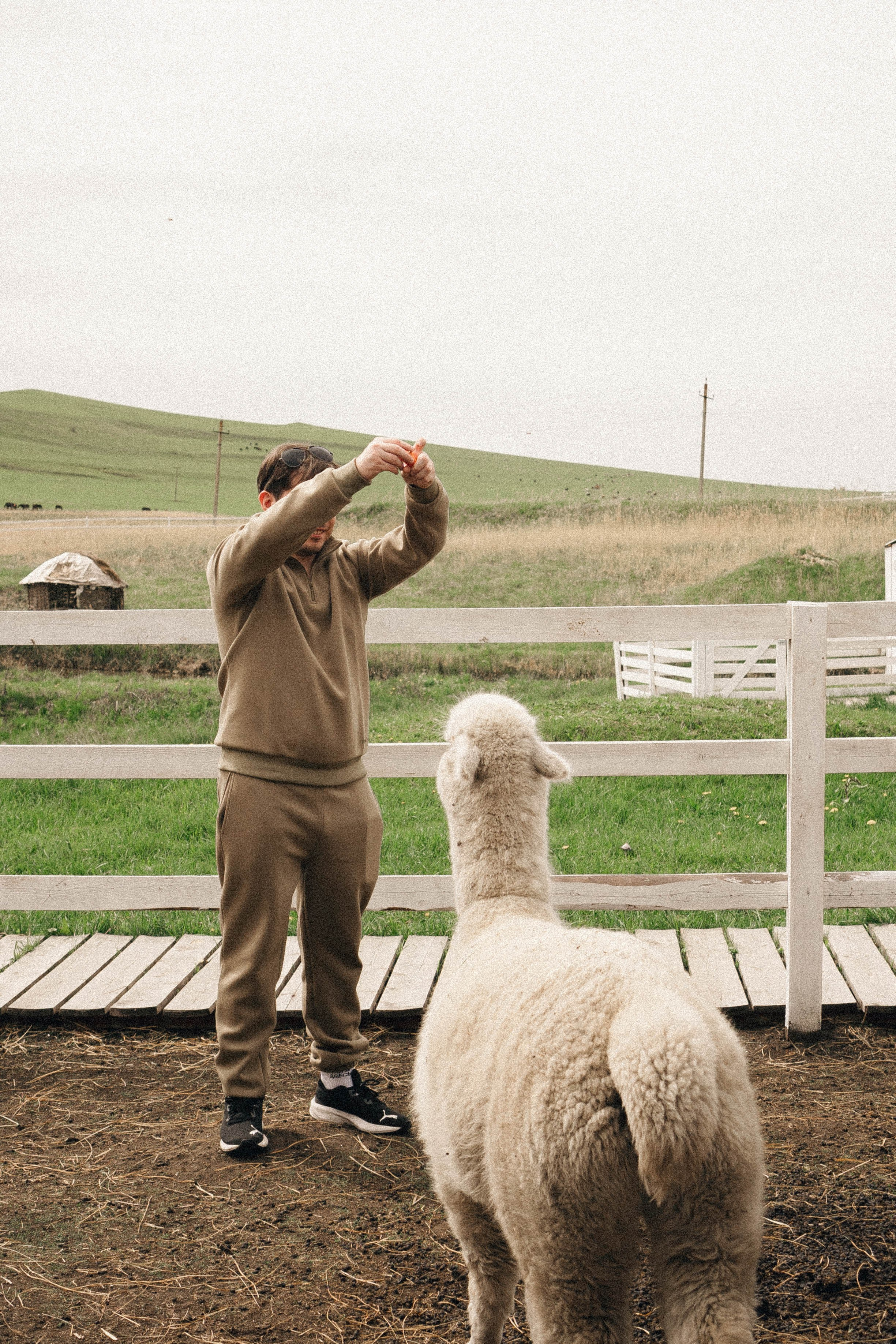 Ферма Альпак. Профессиональный фотограф, Санкт-Петербург — Виктория Богомолова