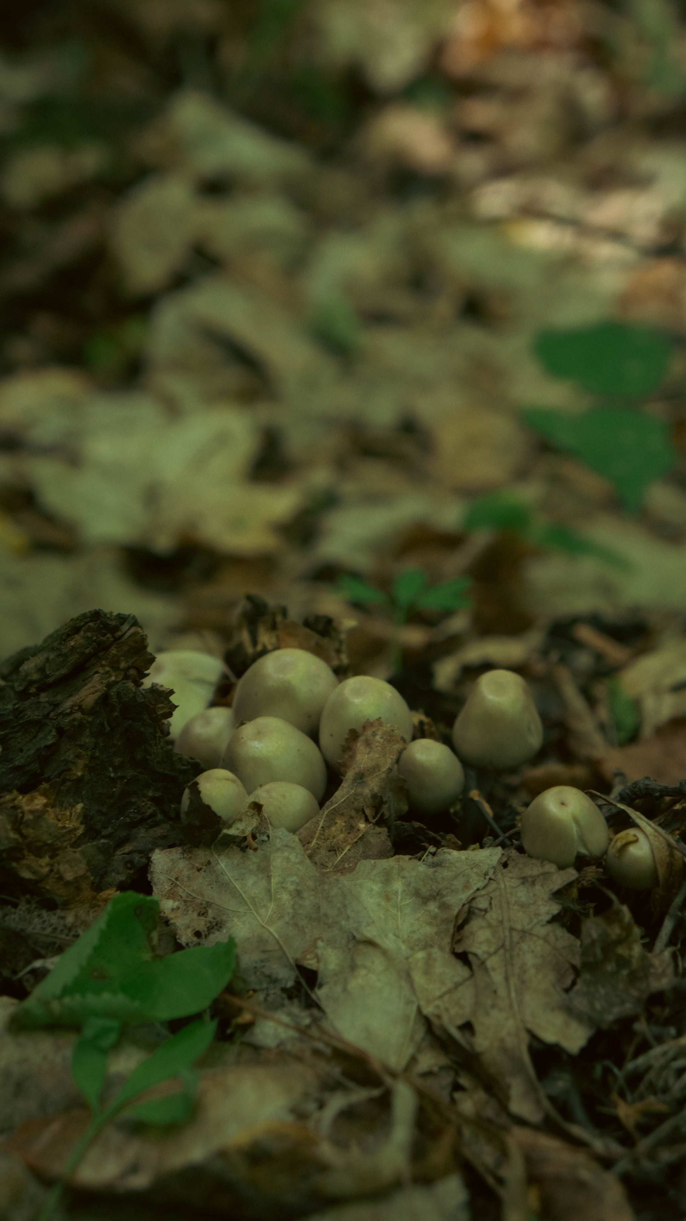 Фотосессия по мотивам сказки Гензель и Грэтель. ФОТОГРАФ САРАТОВ