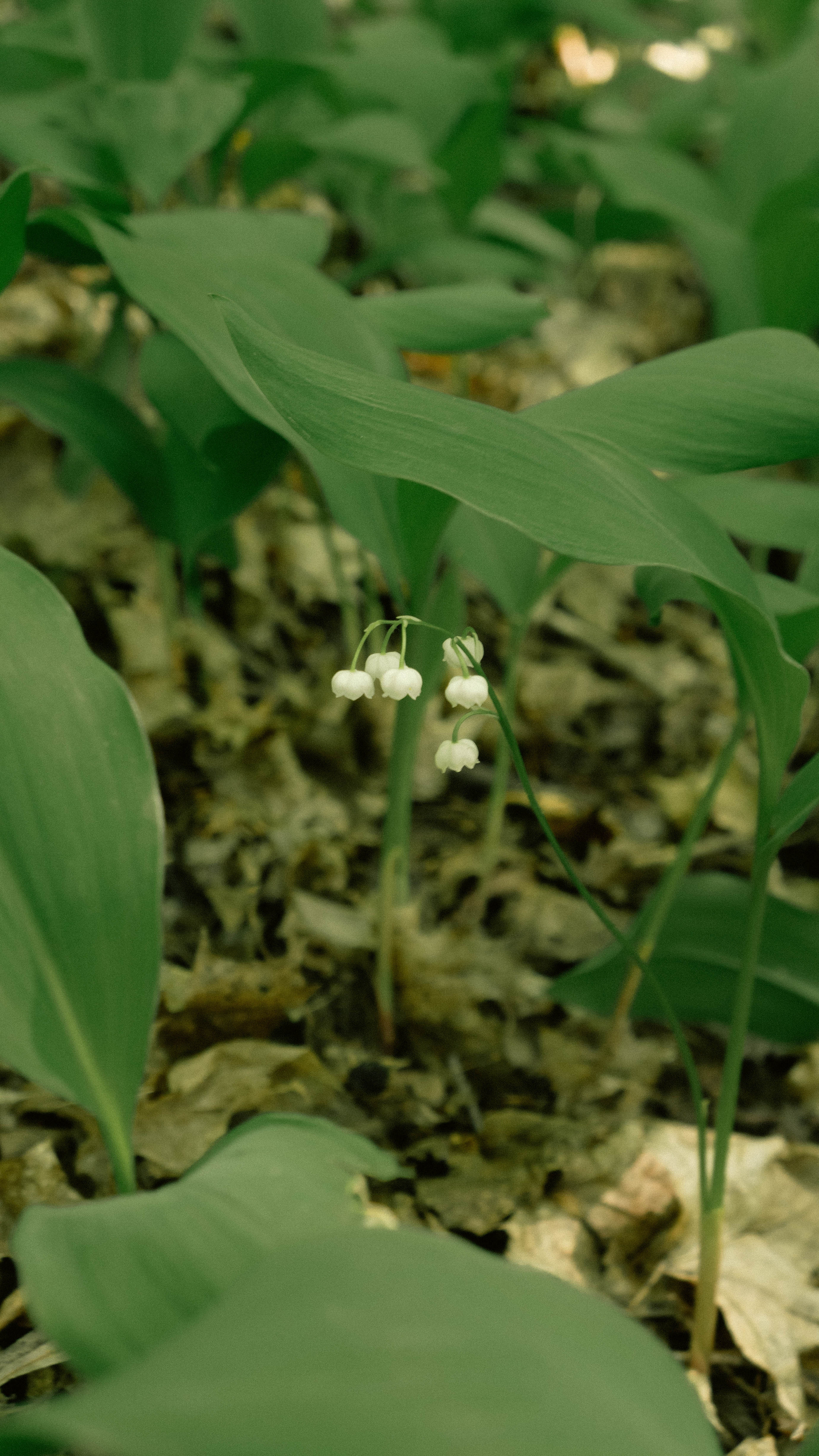 Photos based on famous fairy tales. PHOTOGRAPHER SARATOV