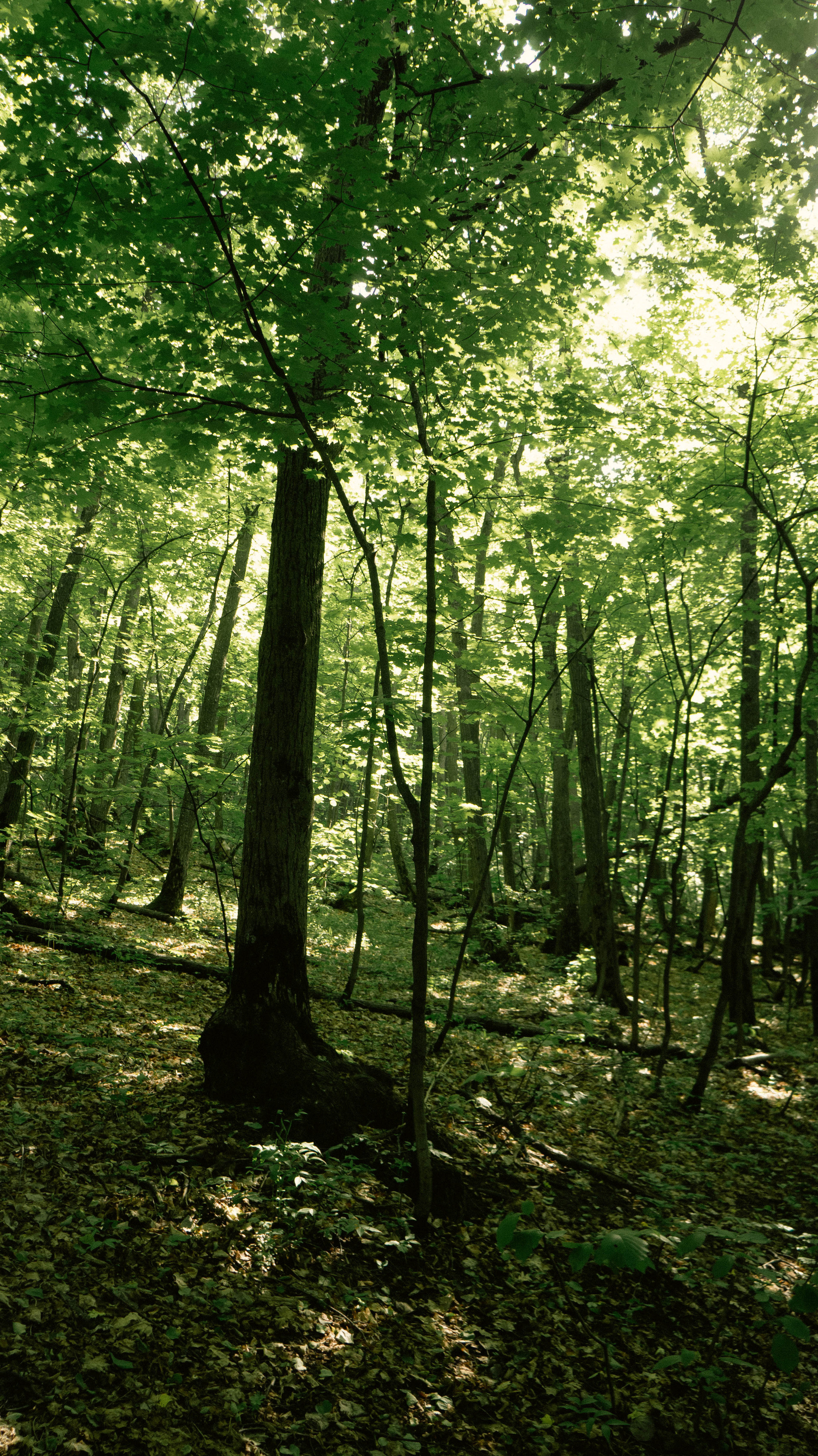 Photos based on famous fairy tales. PHOTOGRAPHER SARATOV