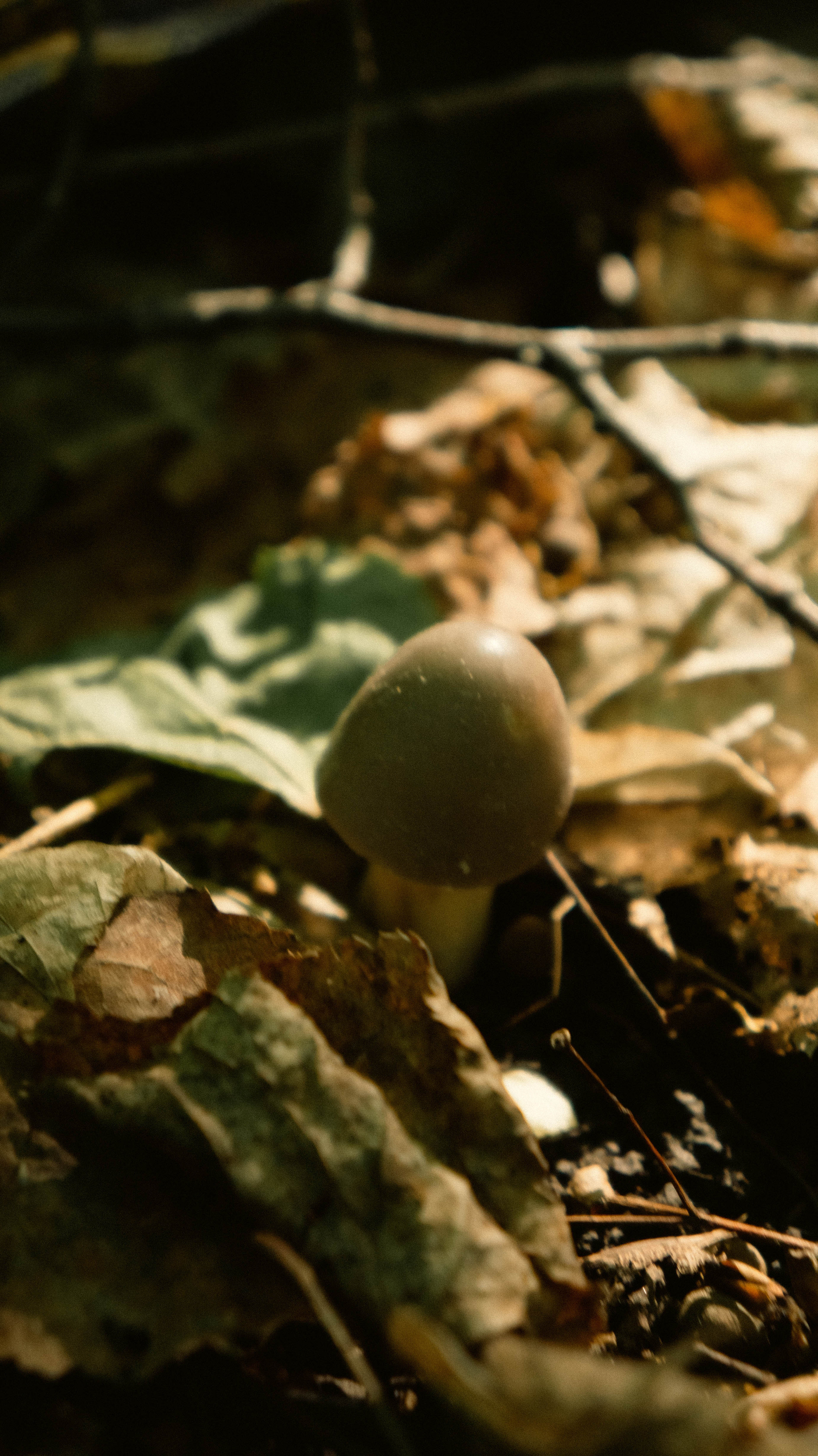 Photos based on famous fairy tales. PHOTOGRAPHER SARATOV