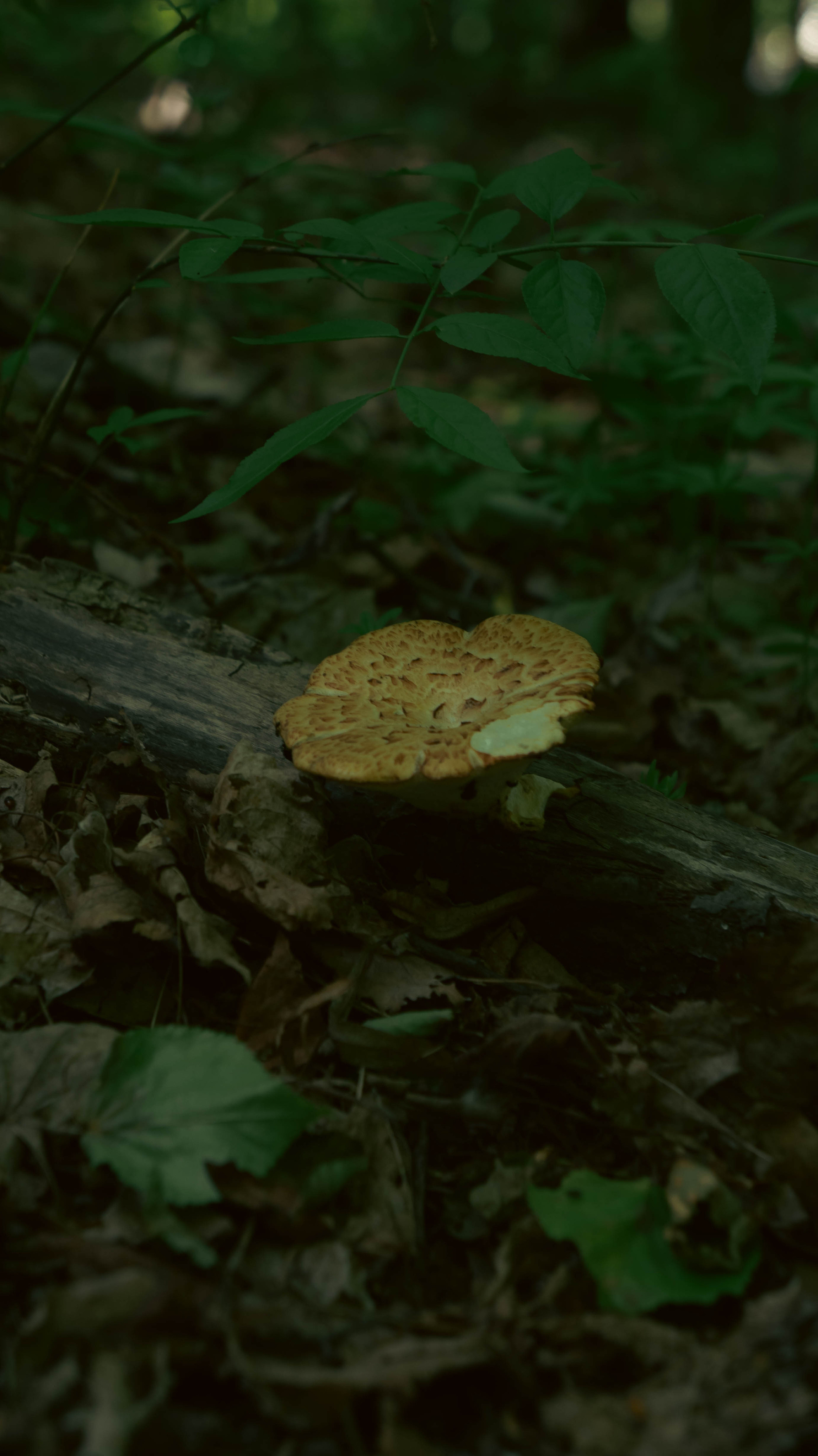Photos based on famous fairy tales. PHOTOGRAPHER SARATOV