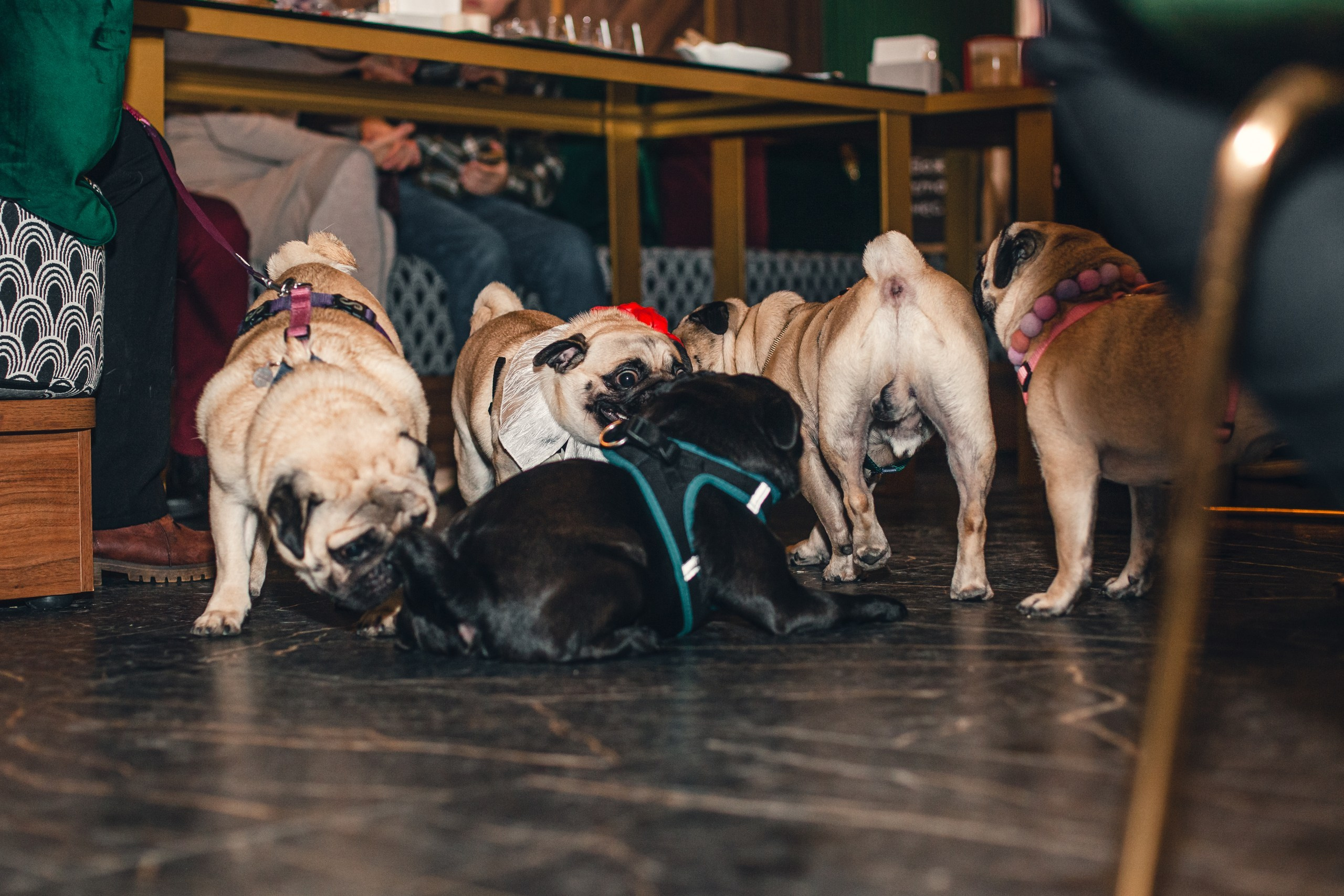 Мопсовстреча 02.12.2023. Фотограф-анималист Татьяна Степанова