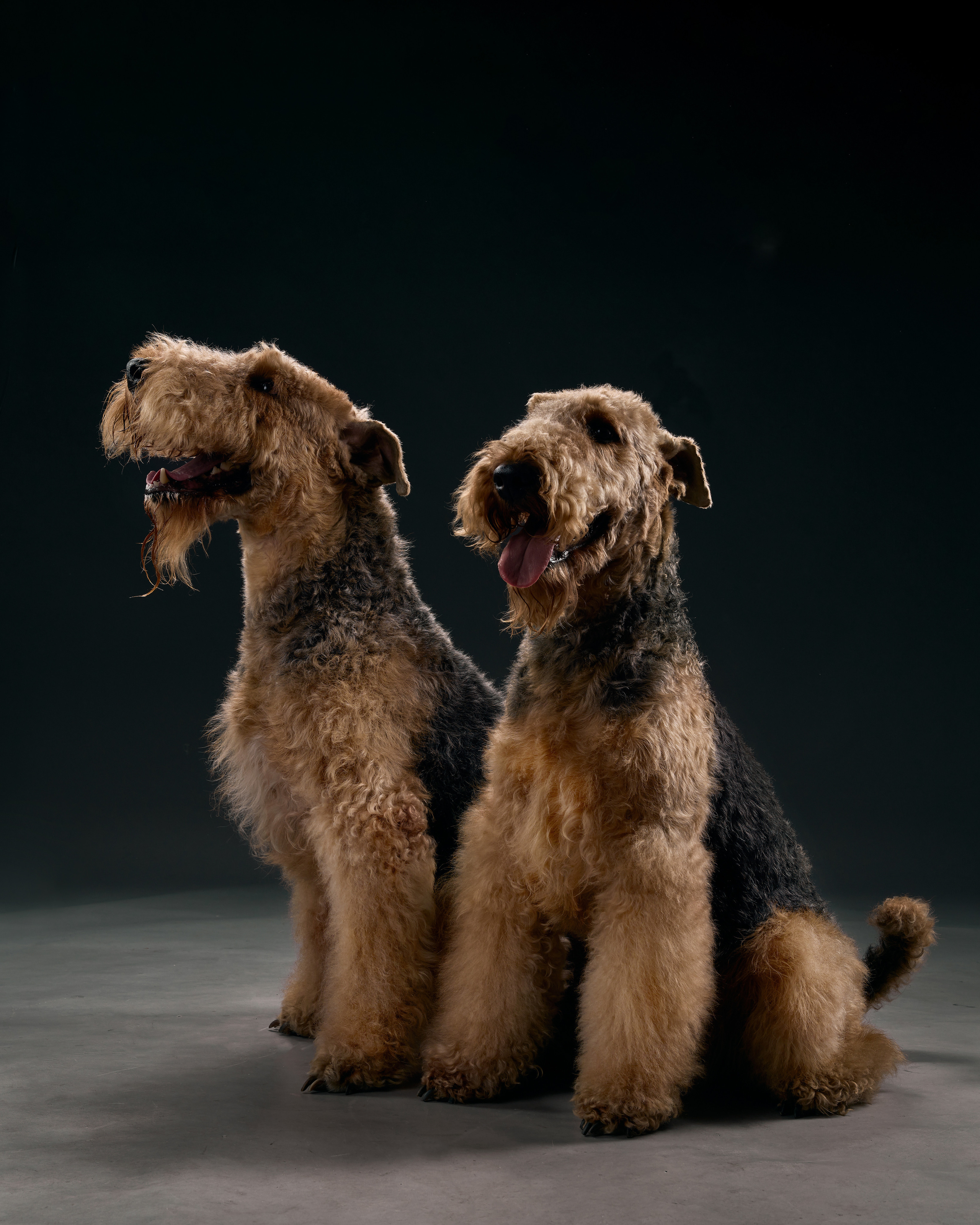 Съемка собак в студии Павлодар