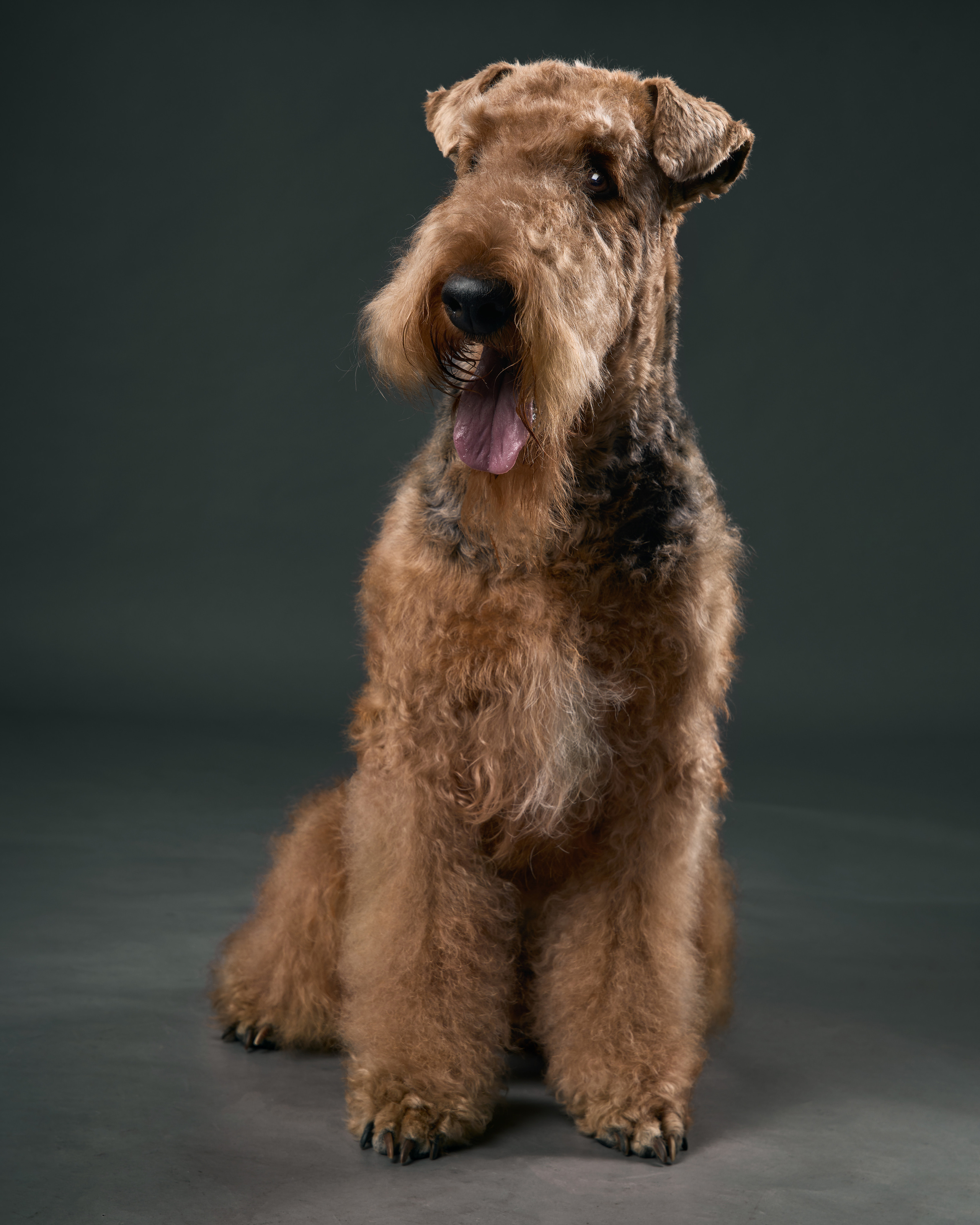 Съемка животных Павлодар. Портретный фотограф в Павлодаре Руслан Насыров