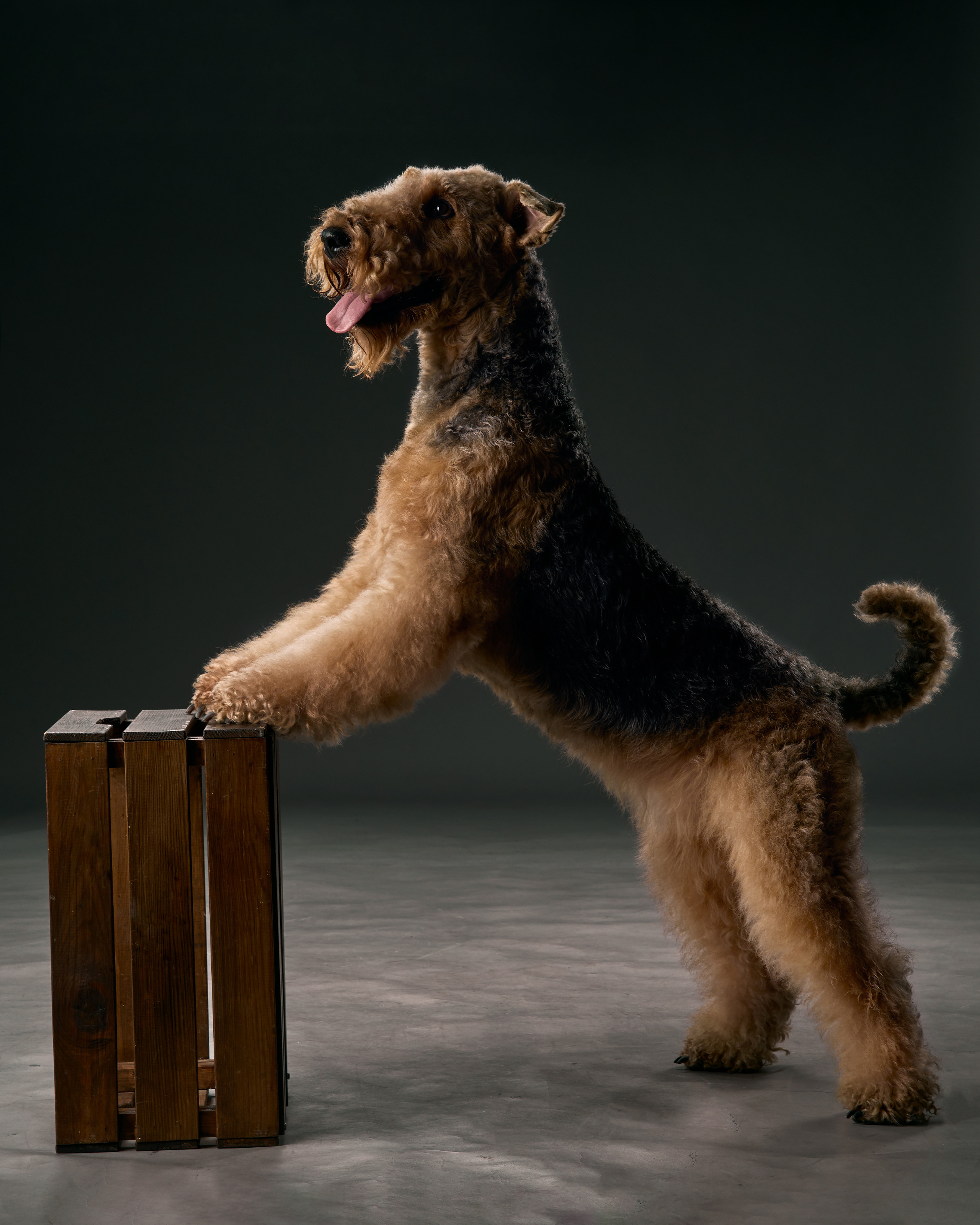 Съемка животных Павлодар. Портретный фотограф в Павлодаре Руслан Насыров