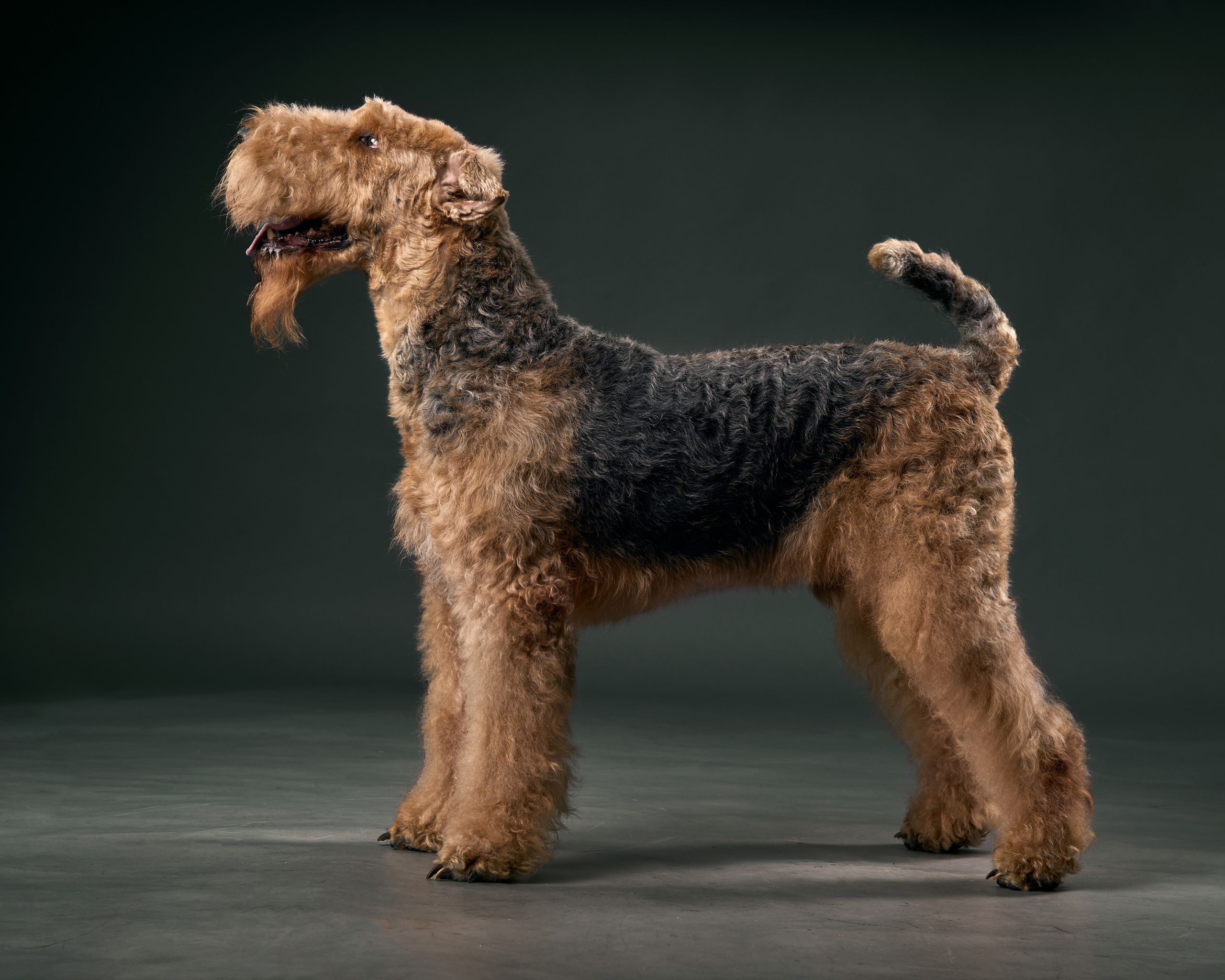 Съемка животных Павлодар. Портретный фотограф в Павлодаре Руслан Насыров