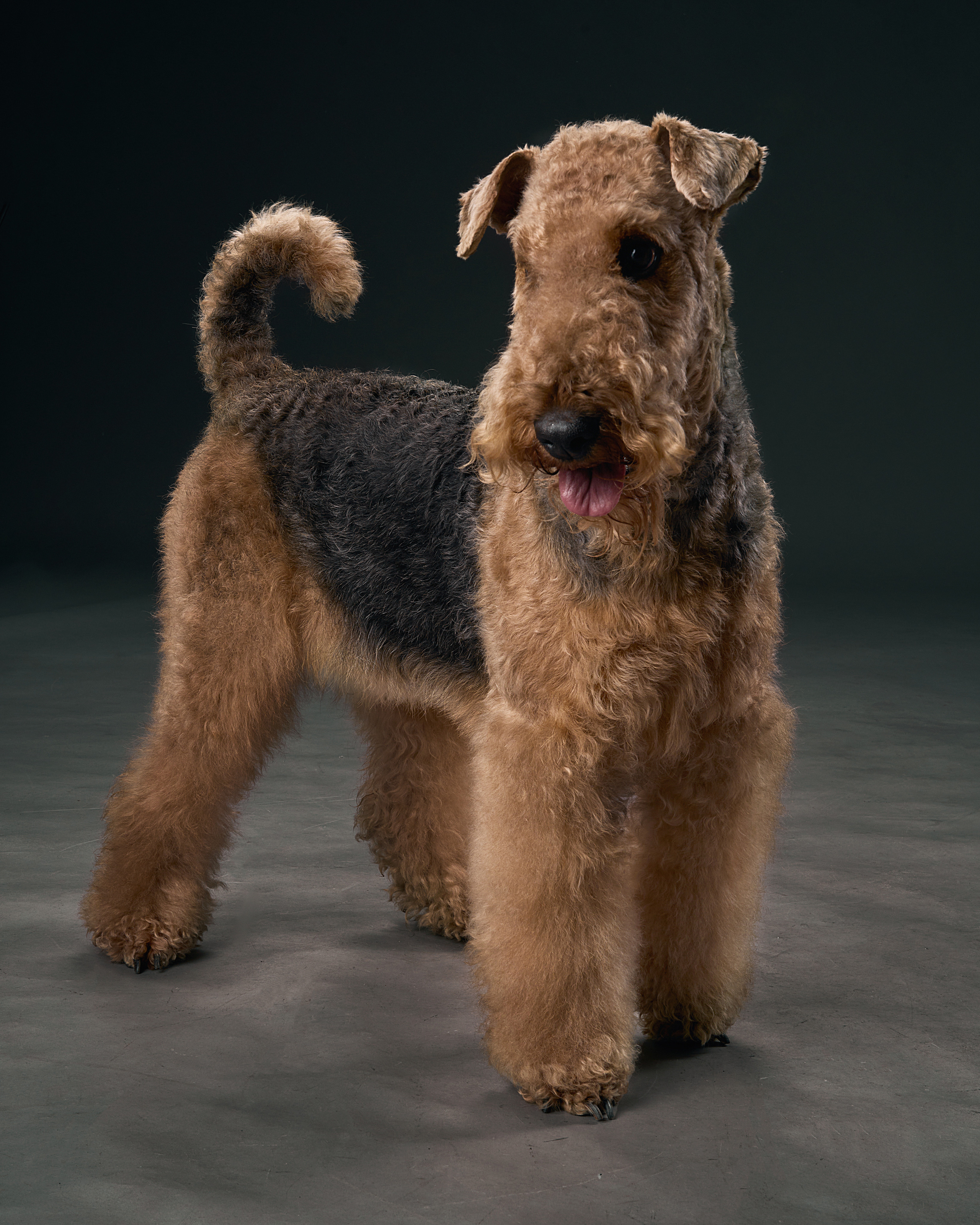 Съемка животных Павлодар. Портретный фотограф в Павлодаре Руслан Насыров