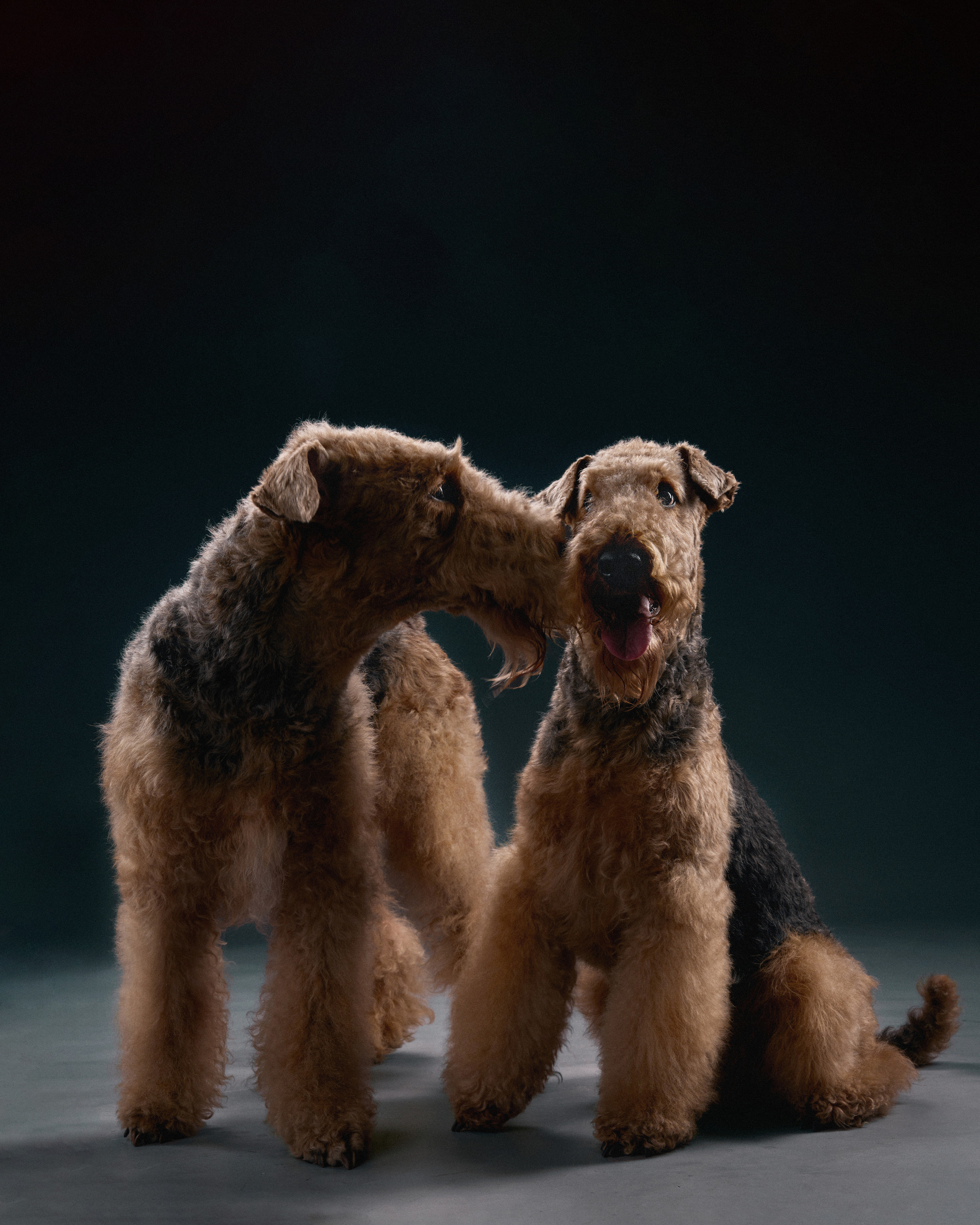 Портрет собак в студии Павлодар