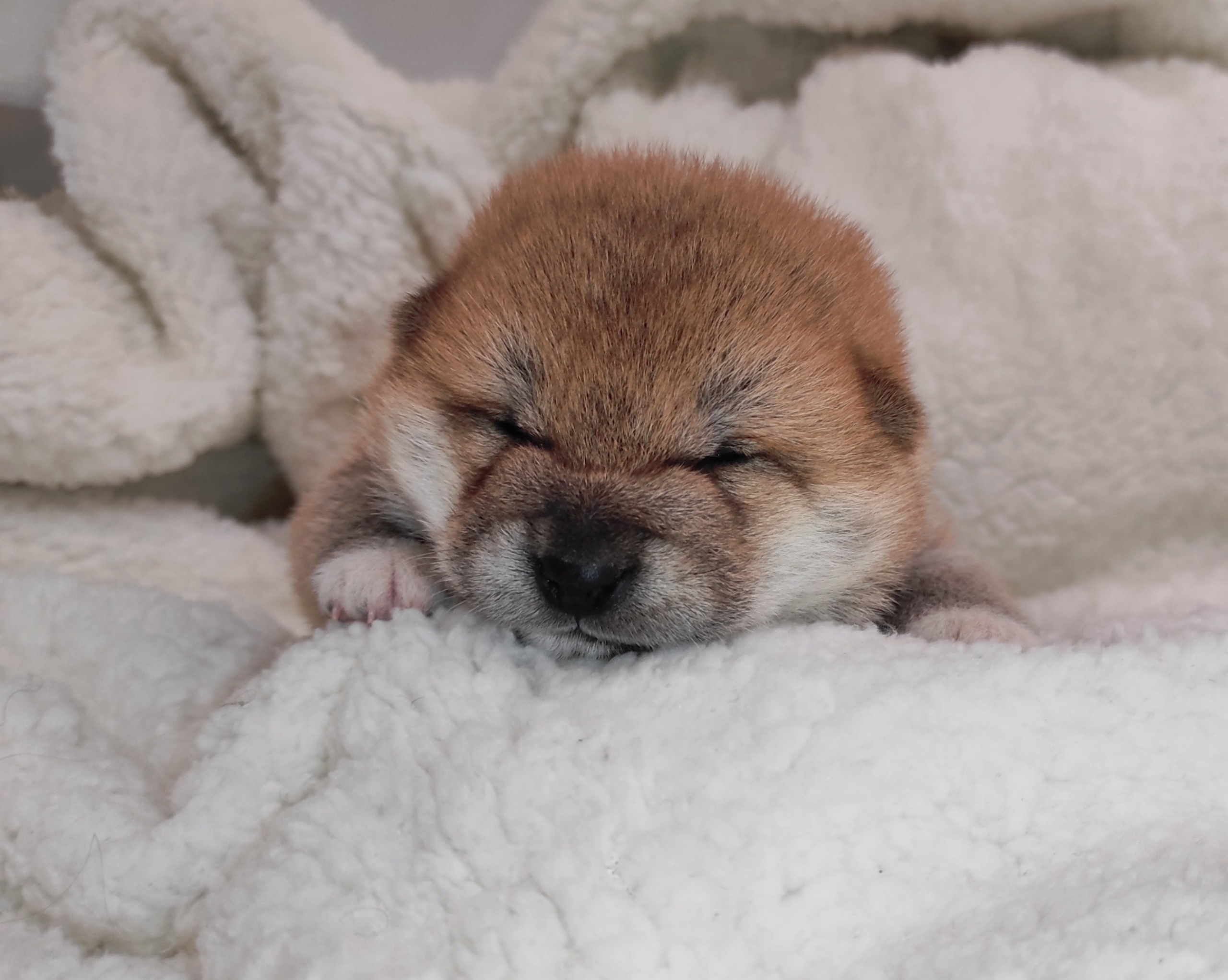 сиба питомник Рубилайт щенки на продажу rubylight  сиба щенки купить СПб Санкт-Петербург 