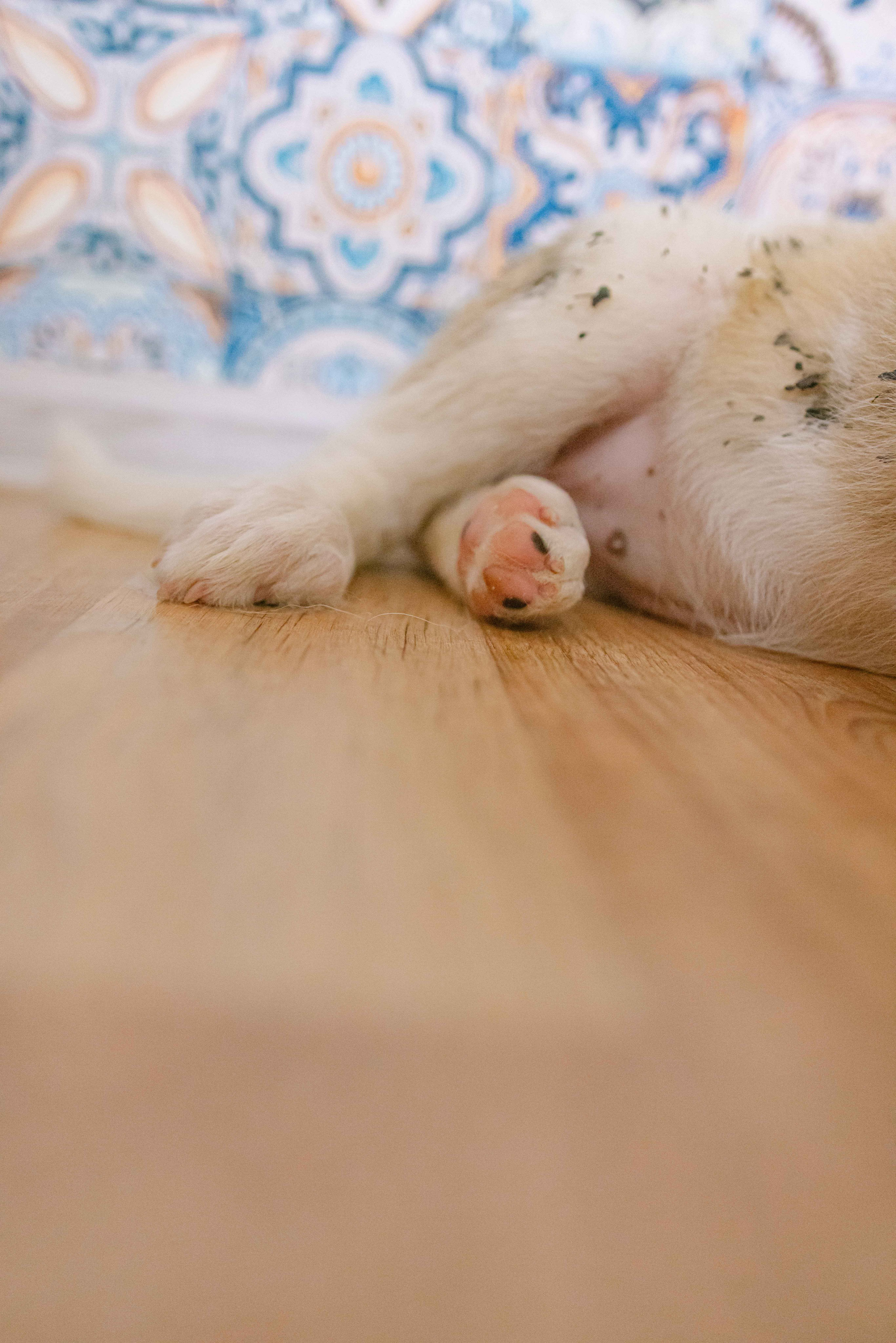 Щеночки на кухне. Фотограф-анималист в Москве Лера Черноног