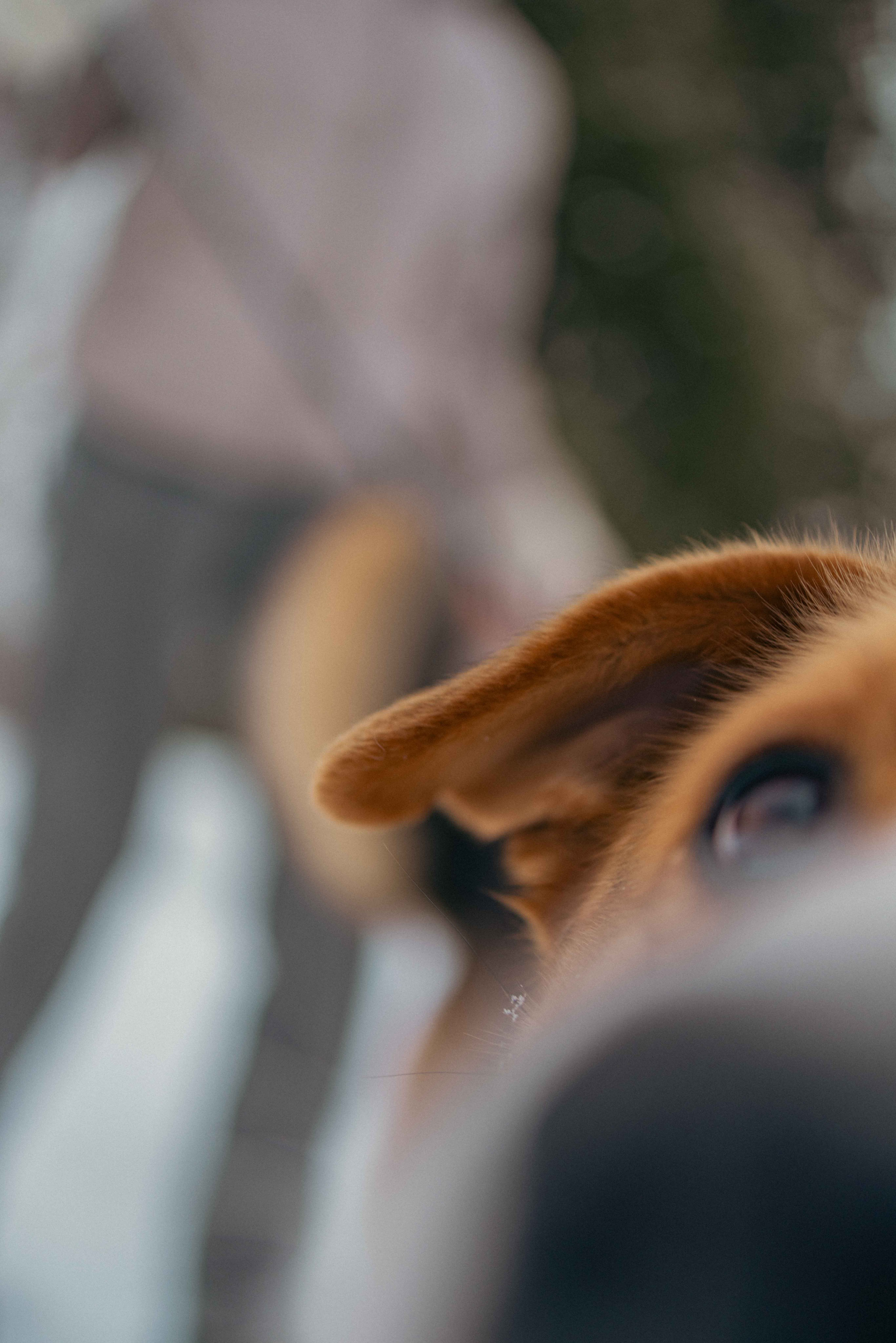 Петя. Фотограф-анималист в Москве Лера Черноног