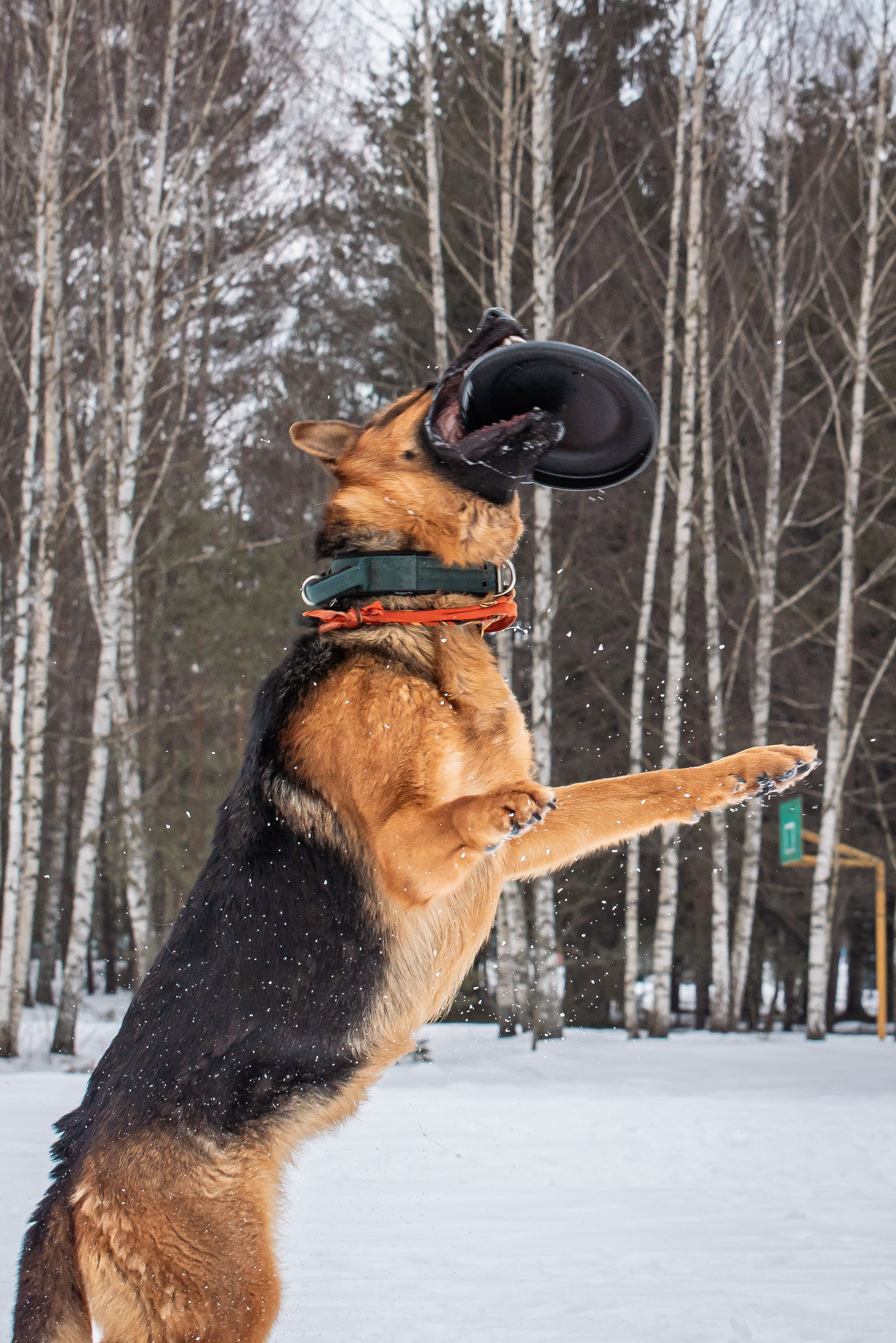 Фотосъёмка с собаками в Кинологическом лагере. Фотограф Макс Огурцов в Нижнем Новгороде