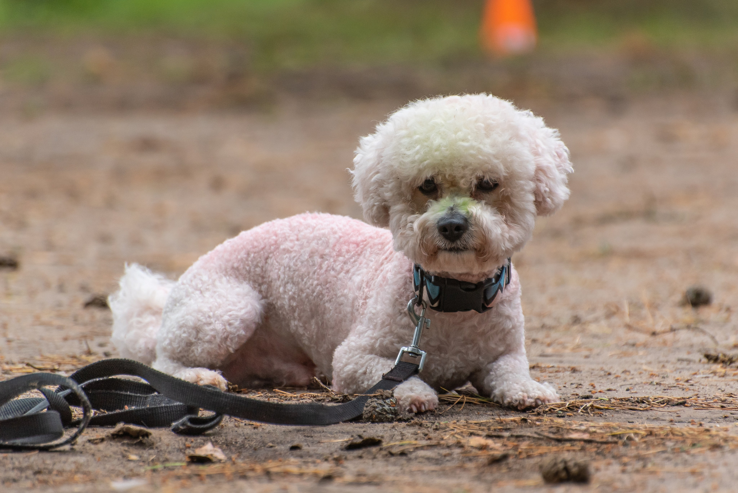 Хвостатые каникулы Детский кинологический лагерь. Фотограф Макс Огурцов в Нижнем Новгороде