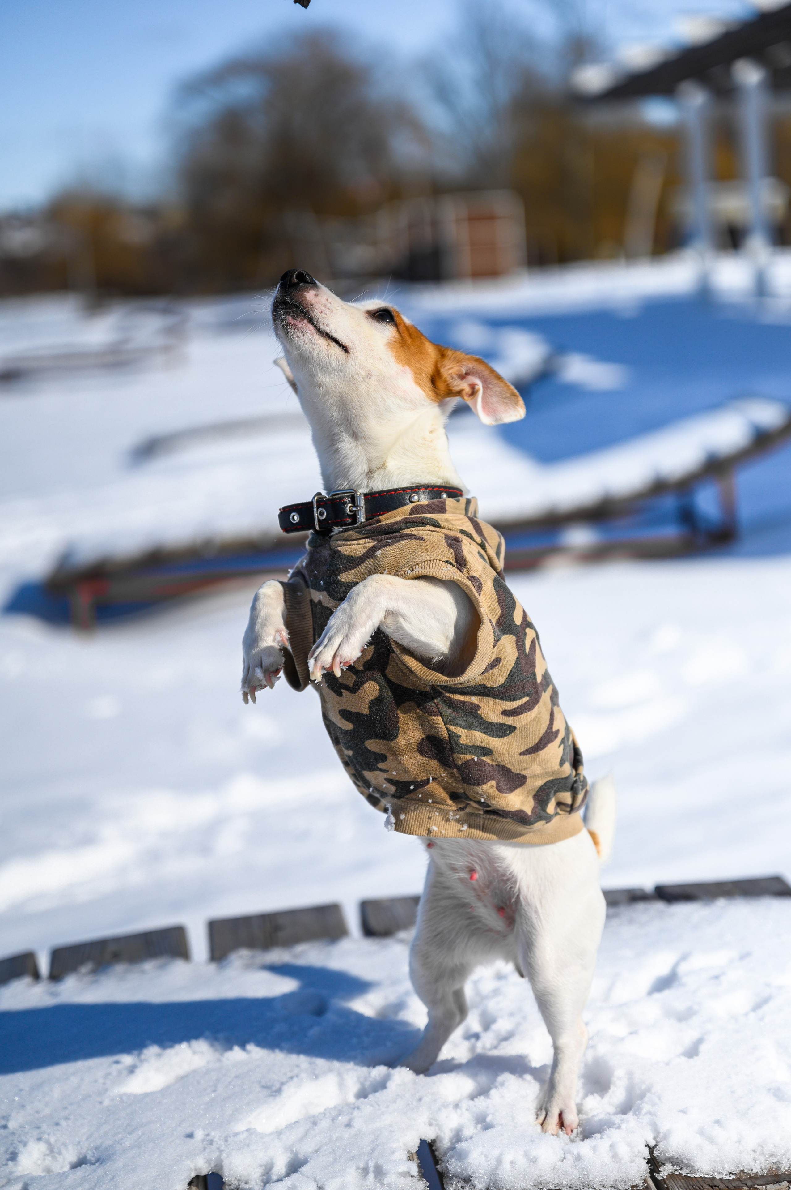 Джек Рассел. Bazarkom-photo.ru Фотограф Виктор Оськин в Старом Осколе