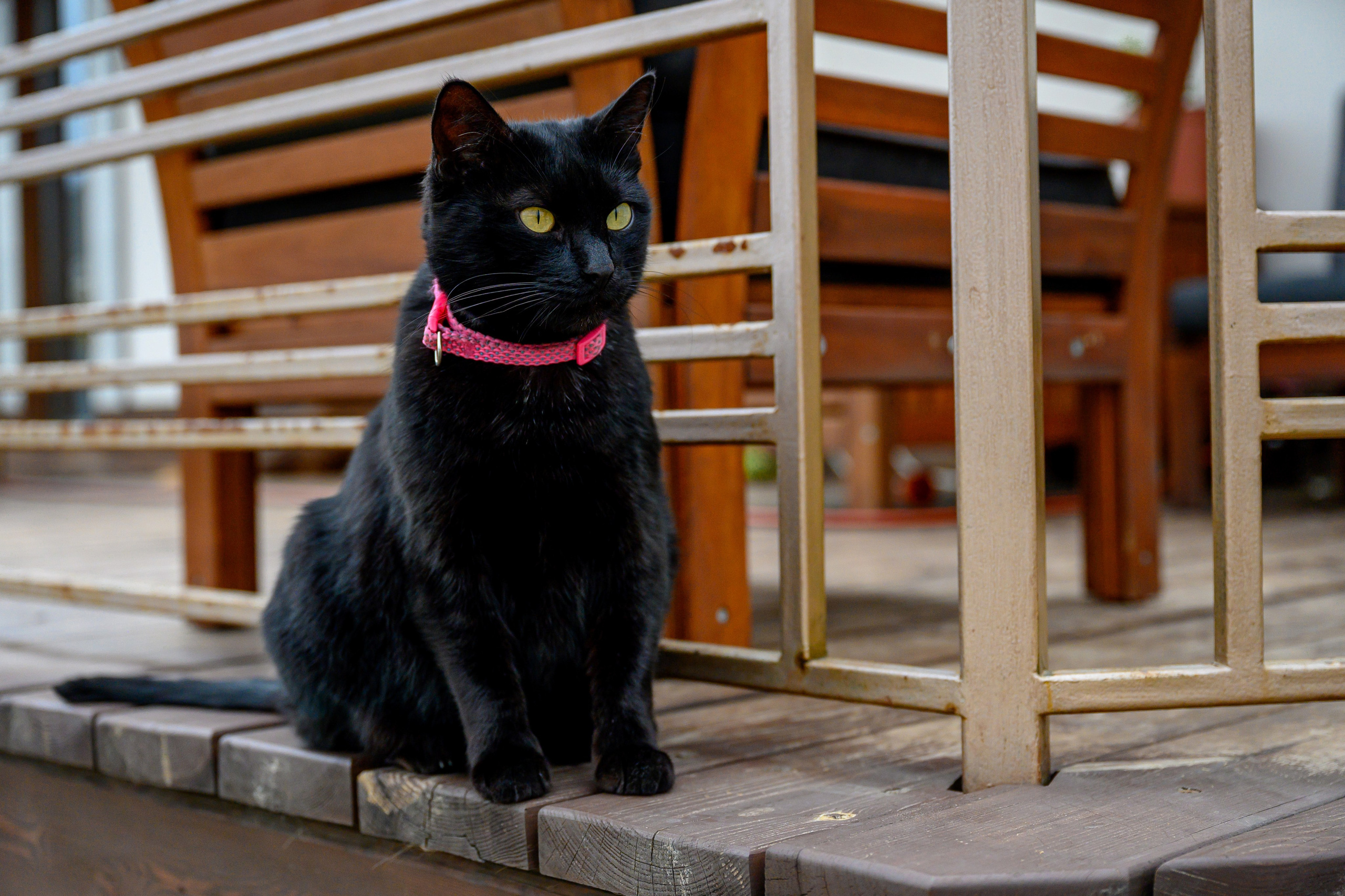 Спаниель и Лабрадоры. Bazarkom-photo.ru Фотограф Виктор Оськин в Старом Осколе