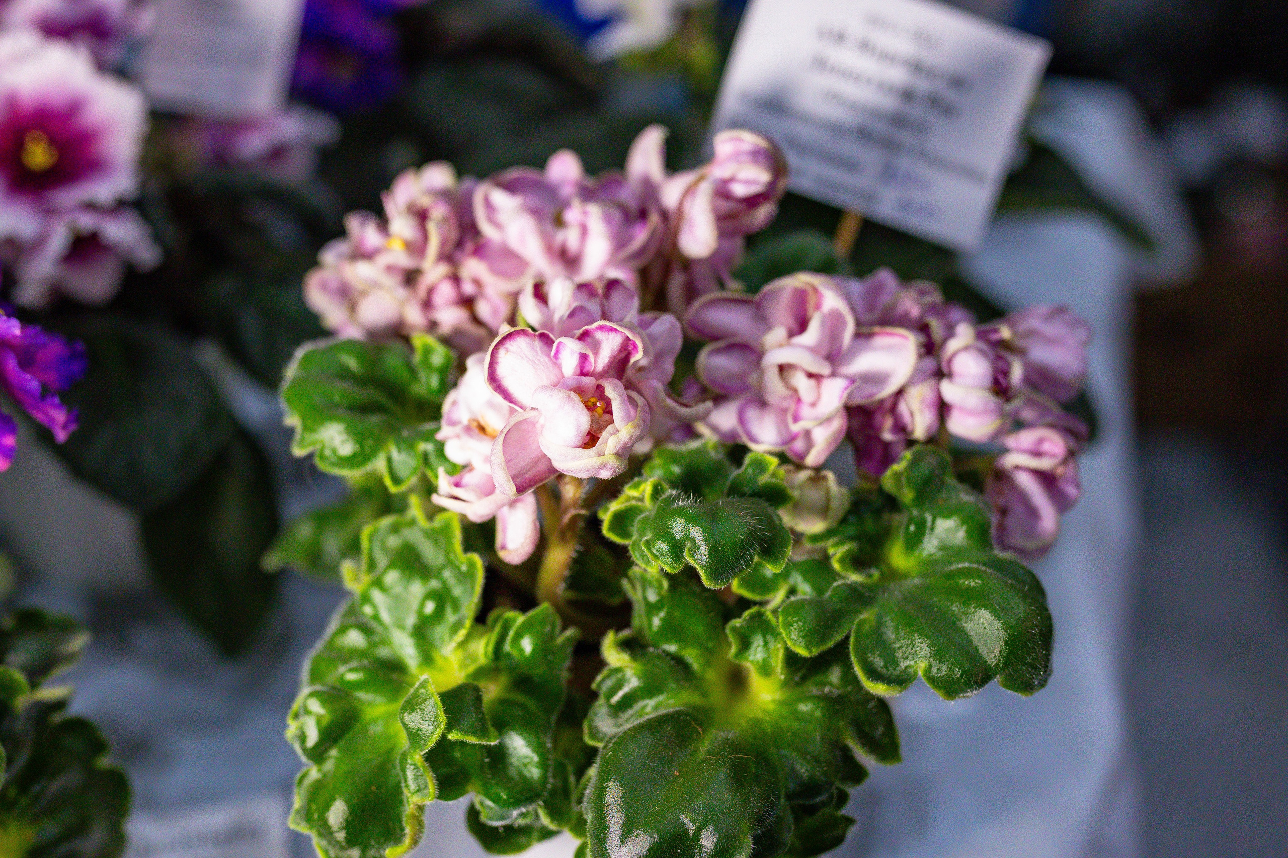 Орхидиум сентябрь 2025. Александра Куликова фотограф, Москва