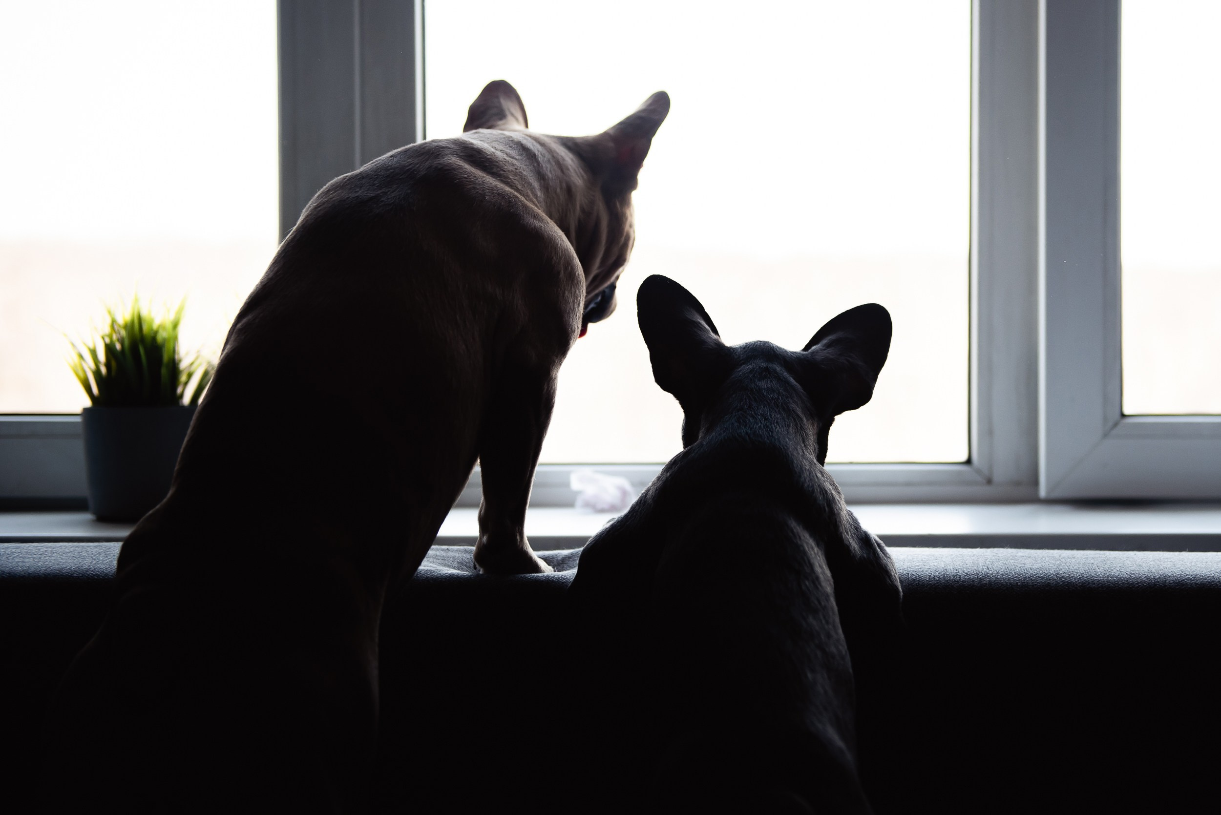 Бульдоги и компания. Семейный Фотограф в Москве Ирина Хохлова