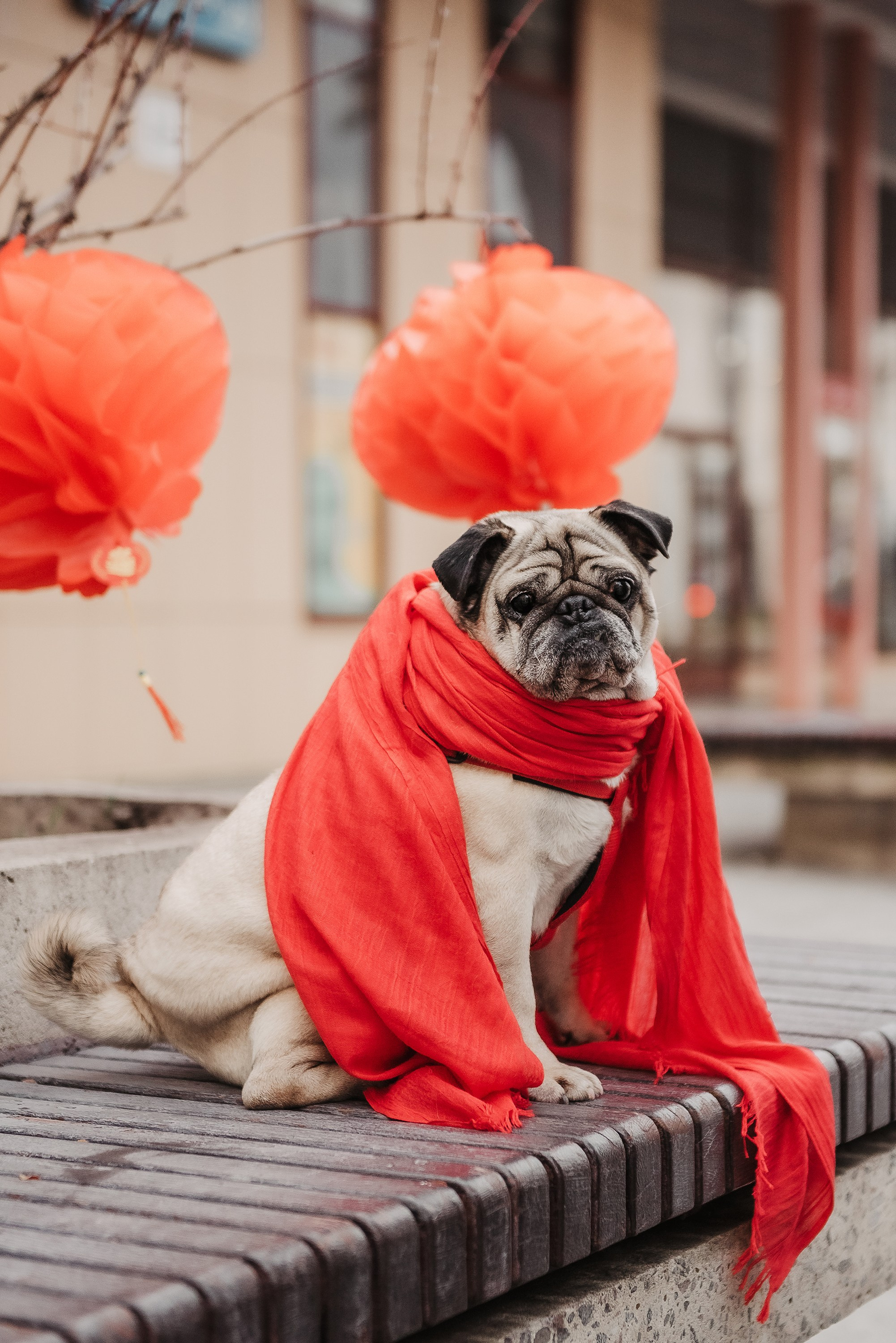 Ольга и Потапум. Прогулка к чайному дому. Семейный Фотограф в Москве Ирина Хохлова