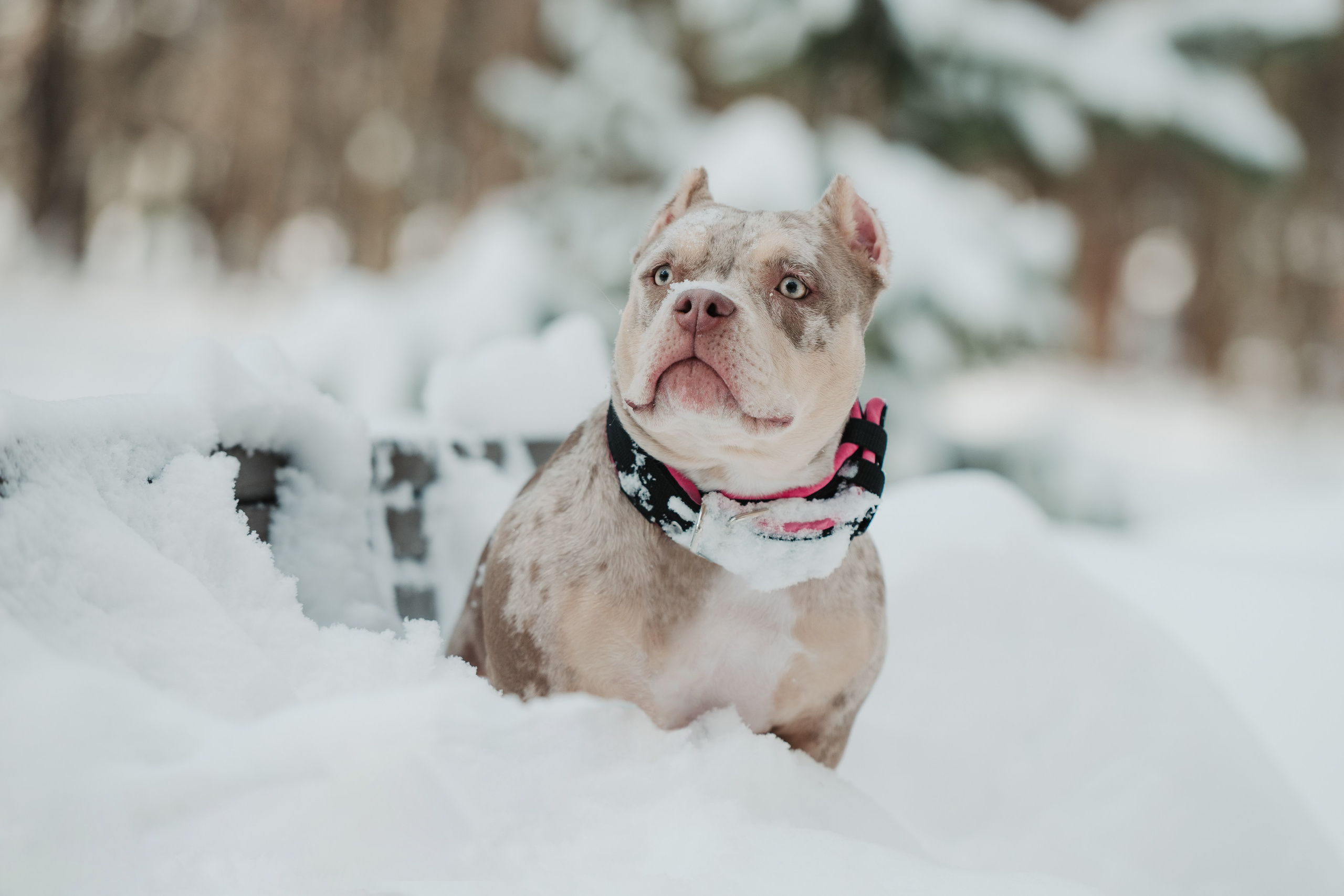 Зимняя LOVE STORY Вики, Артёма и Булочки. Семейный Фотограф в Москве Ирина Хохлова