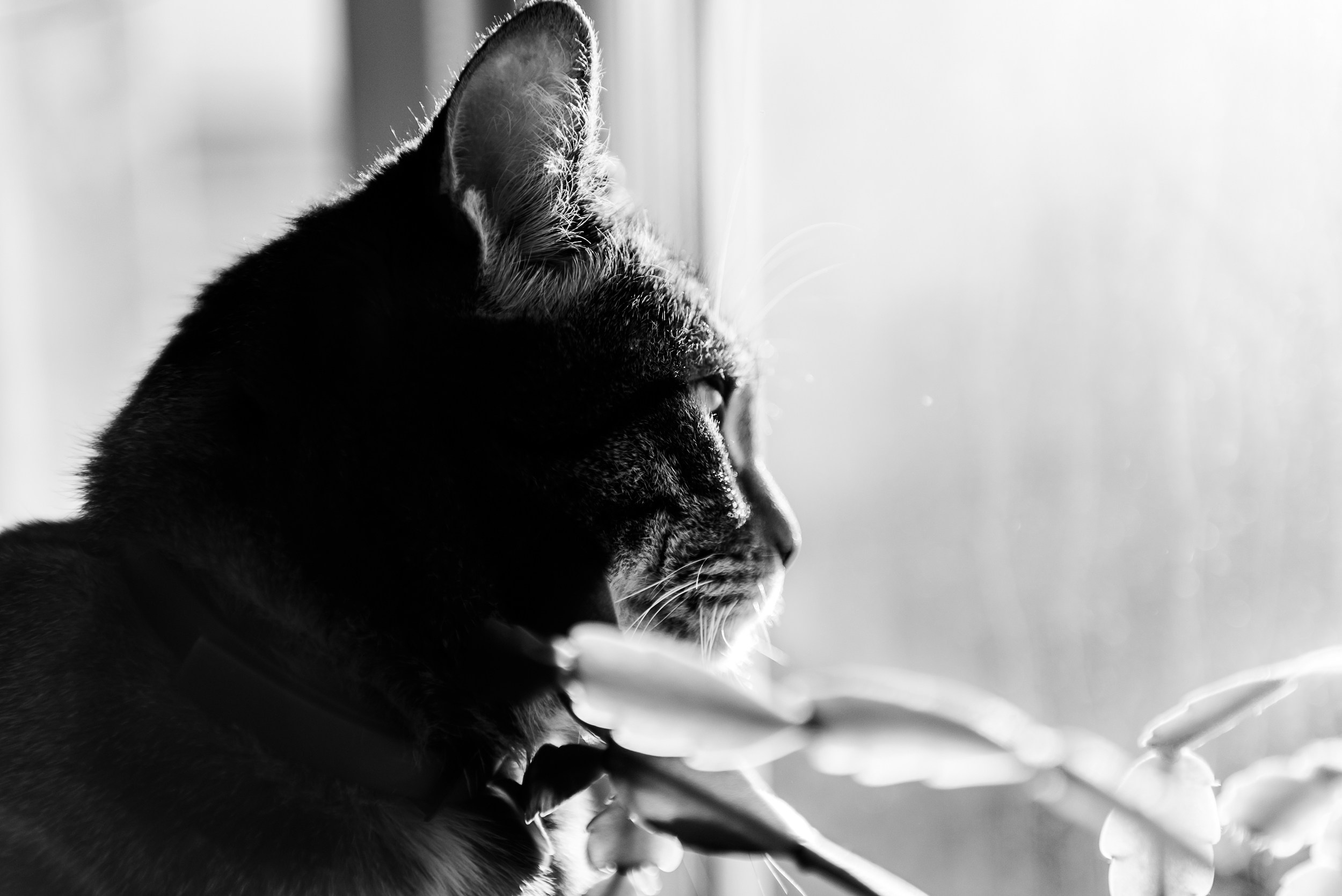 Мамины девочки. Семейный Фотограф в Москве Ирина Хохлова