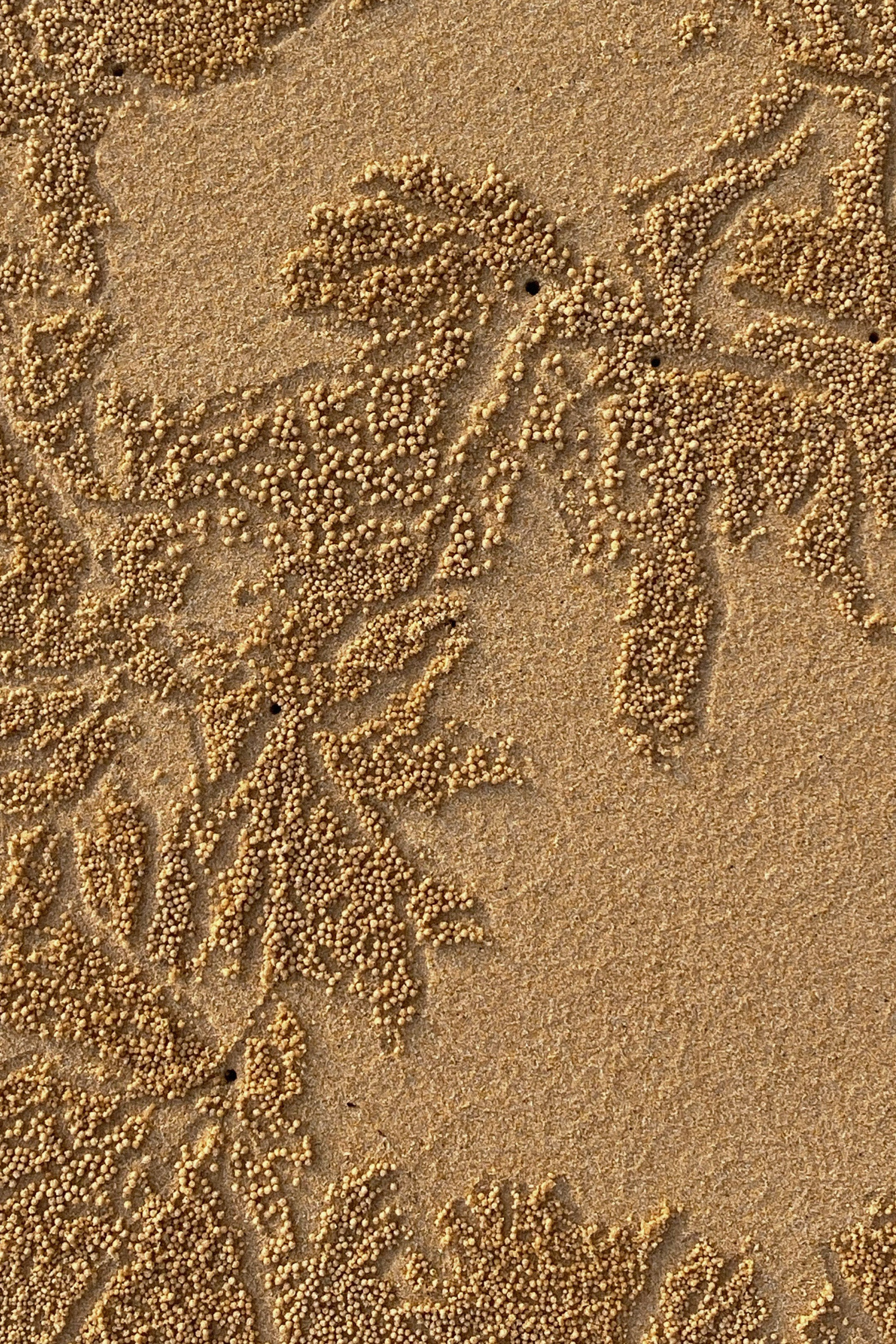 Alina. Photographer Elizaveta Samokrutova