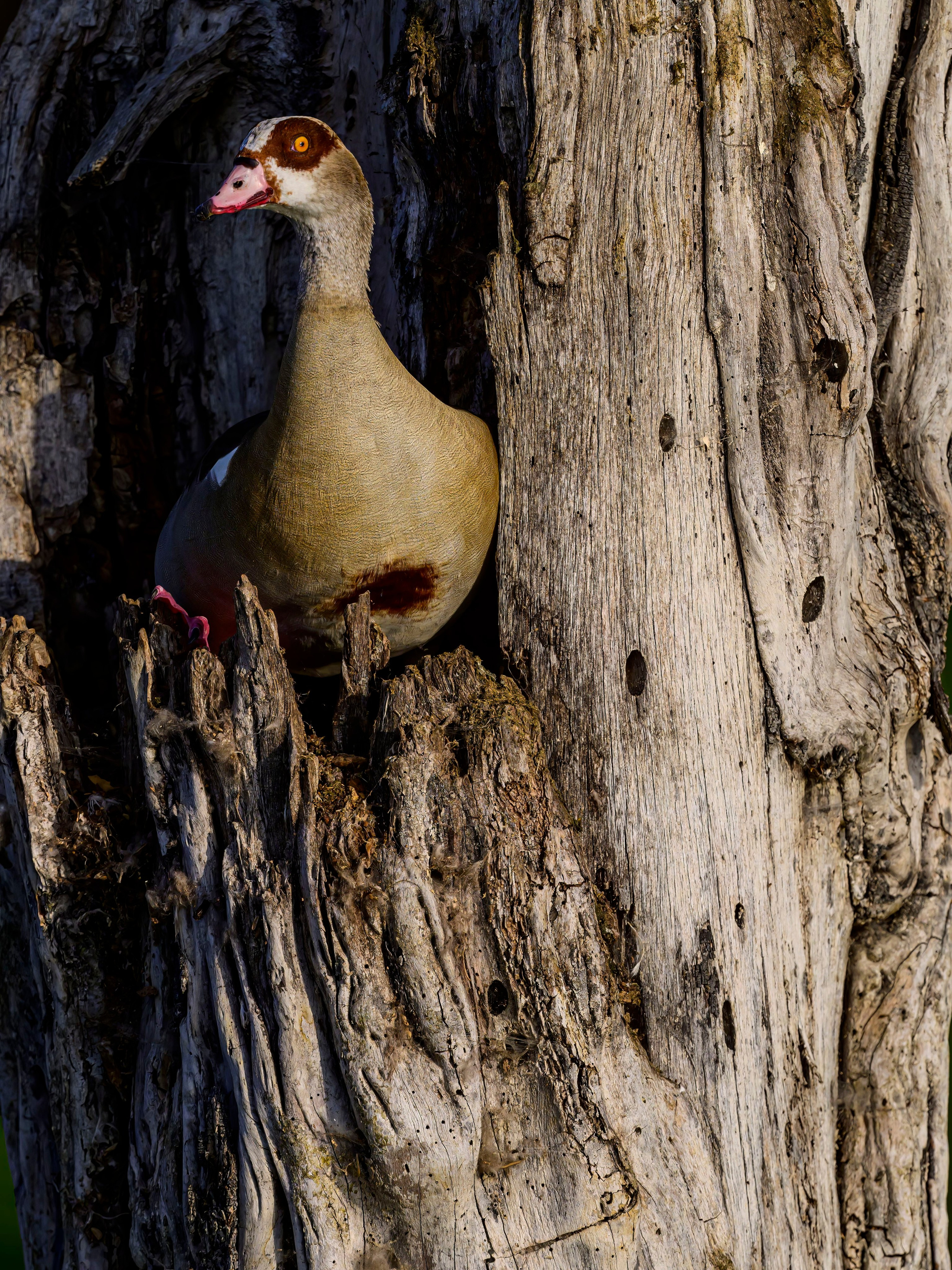 Кения. Wildlife photography by Sergey Puponin