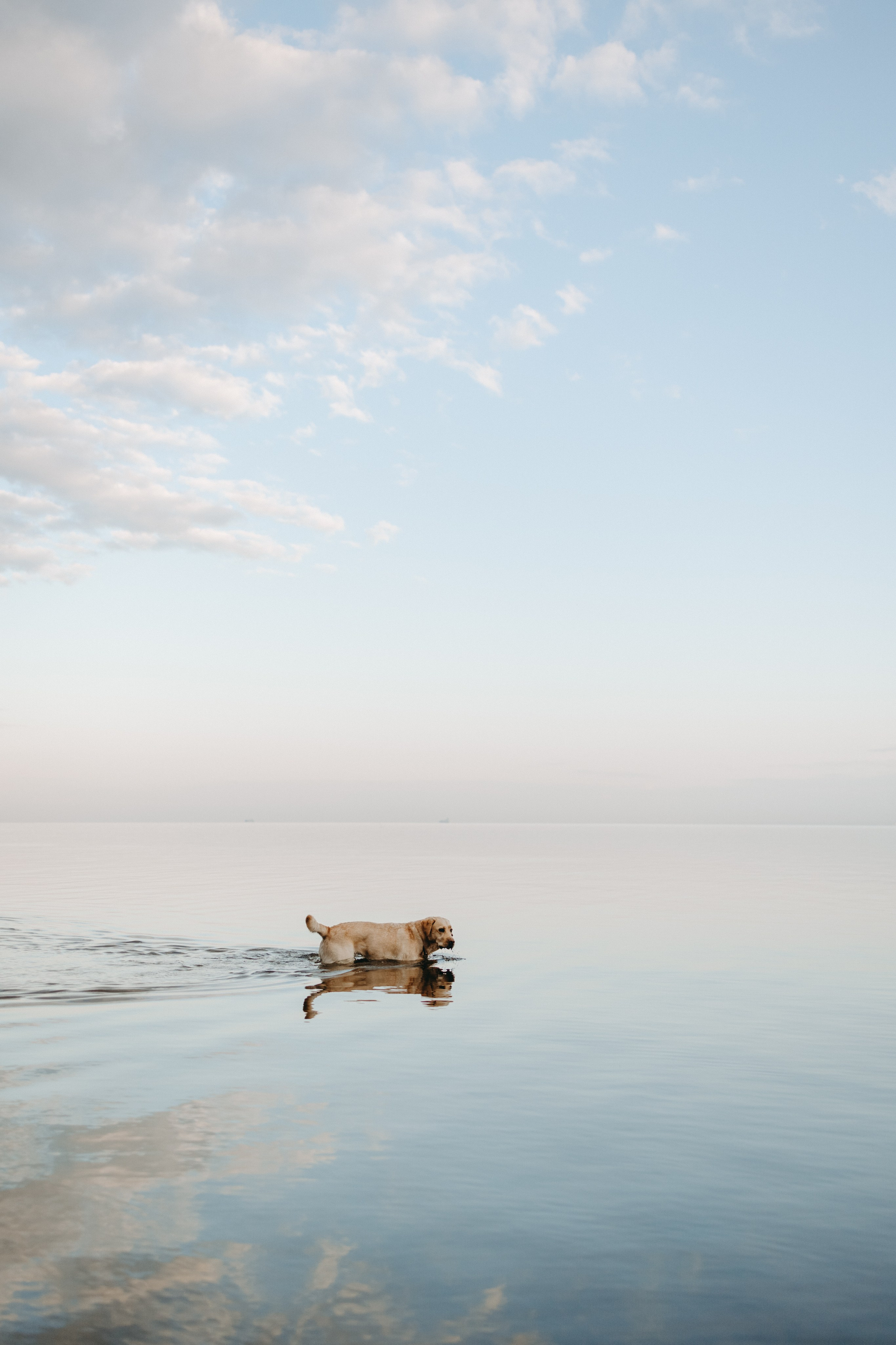Наташа и Шани. Фотограф — Анималист | Санкт-Петербург