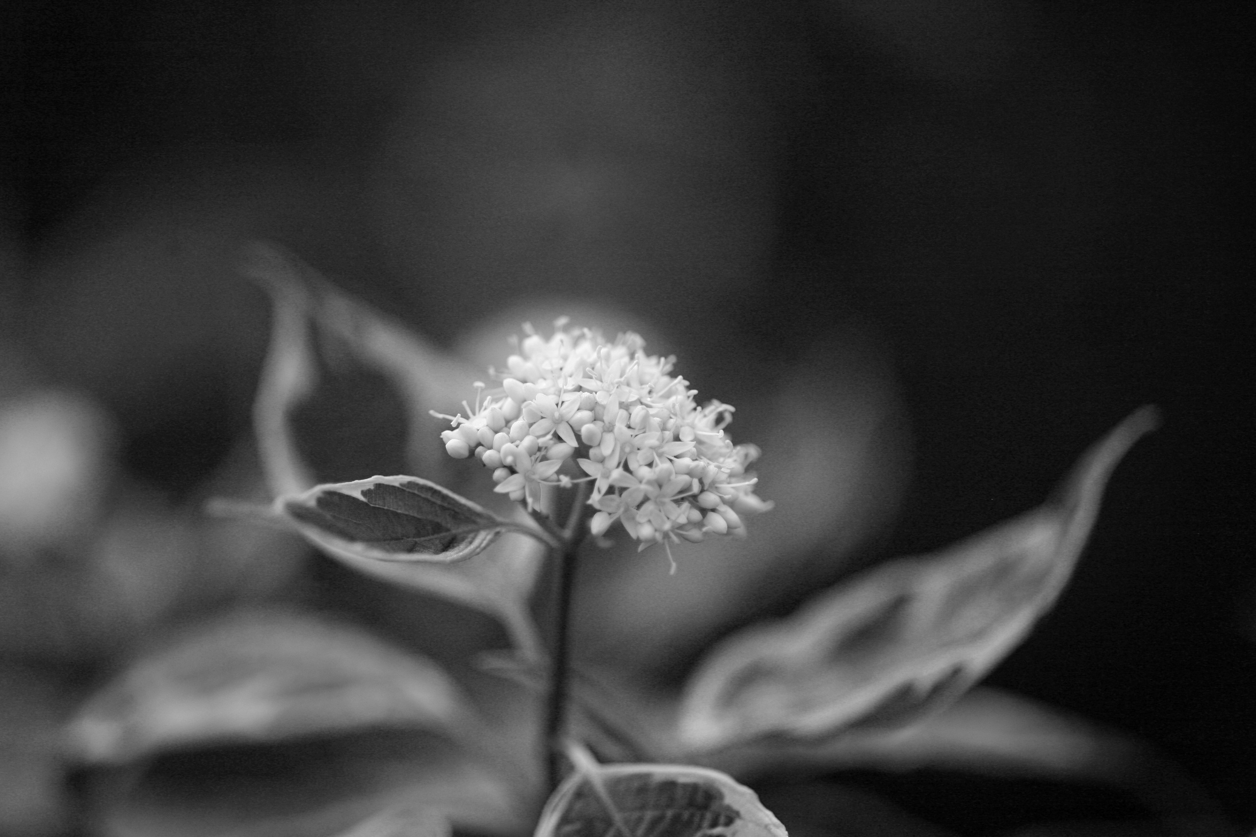 Наталья Алаторцева