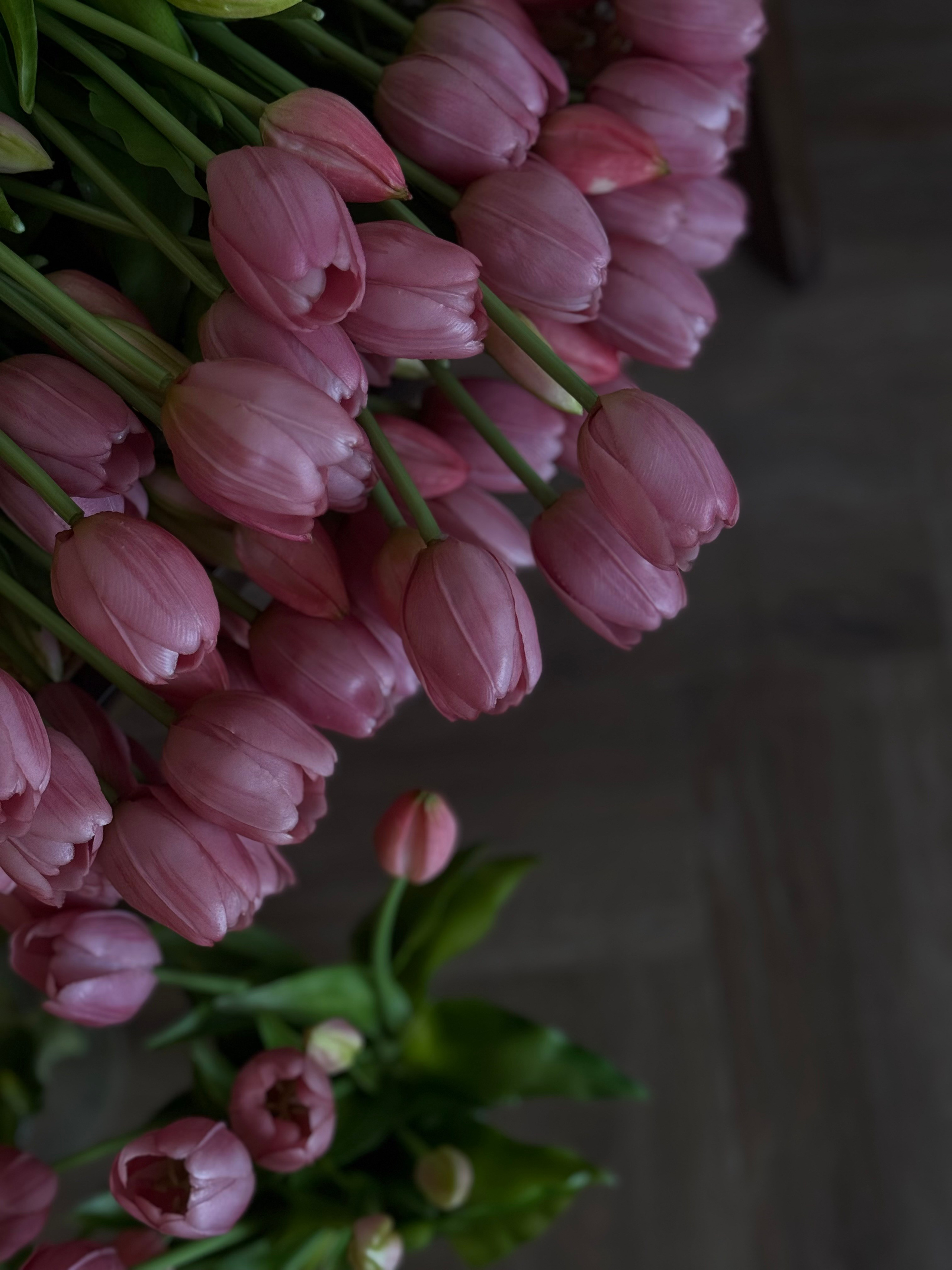 ФОТОСТУДИЯ. Фотограф НатаФото (Наталья Яковенко) Дмитров Москва Питер