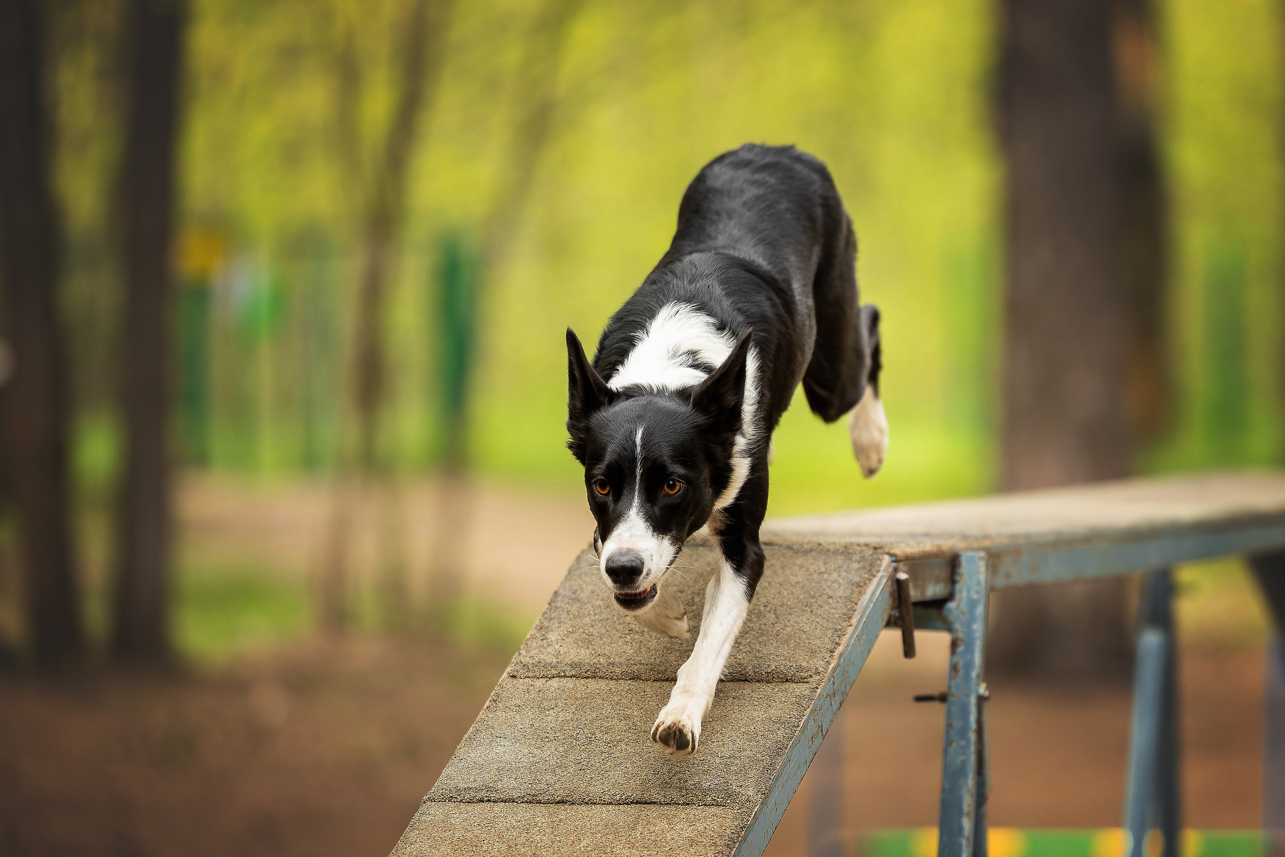 Тренировка аджилити. Фотограф Анималист в Перми Анастасия Остерман