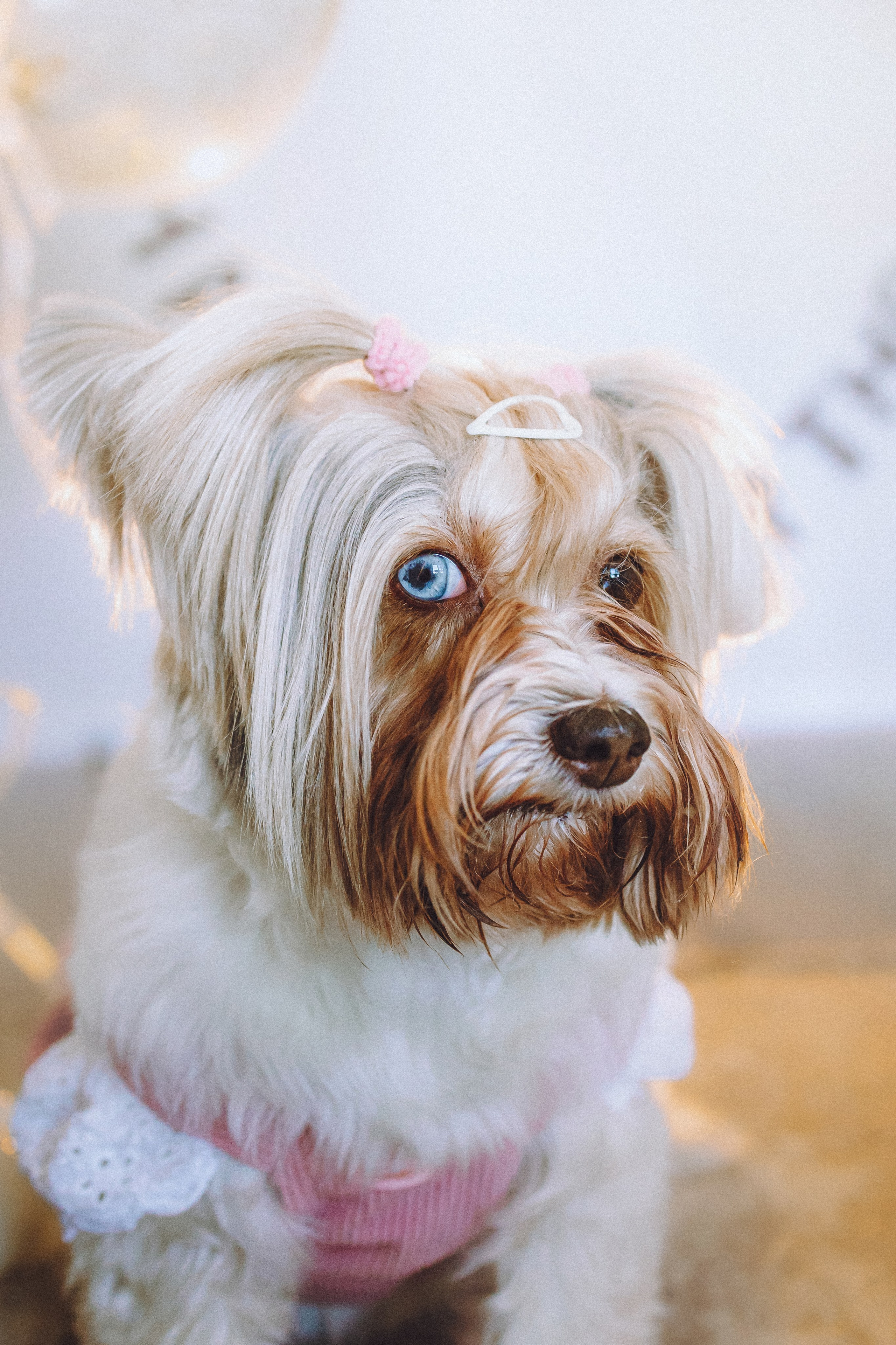 День Рождения Шу