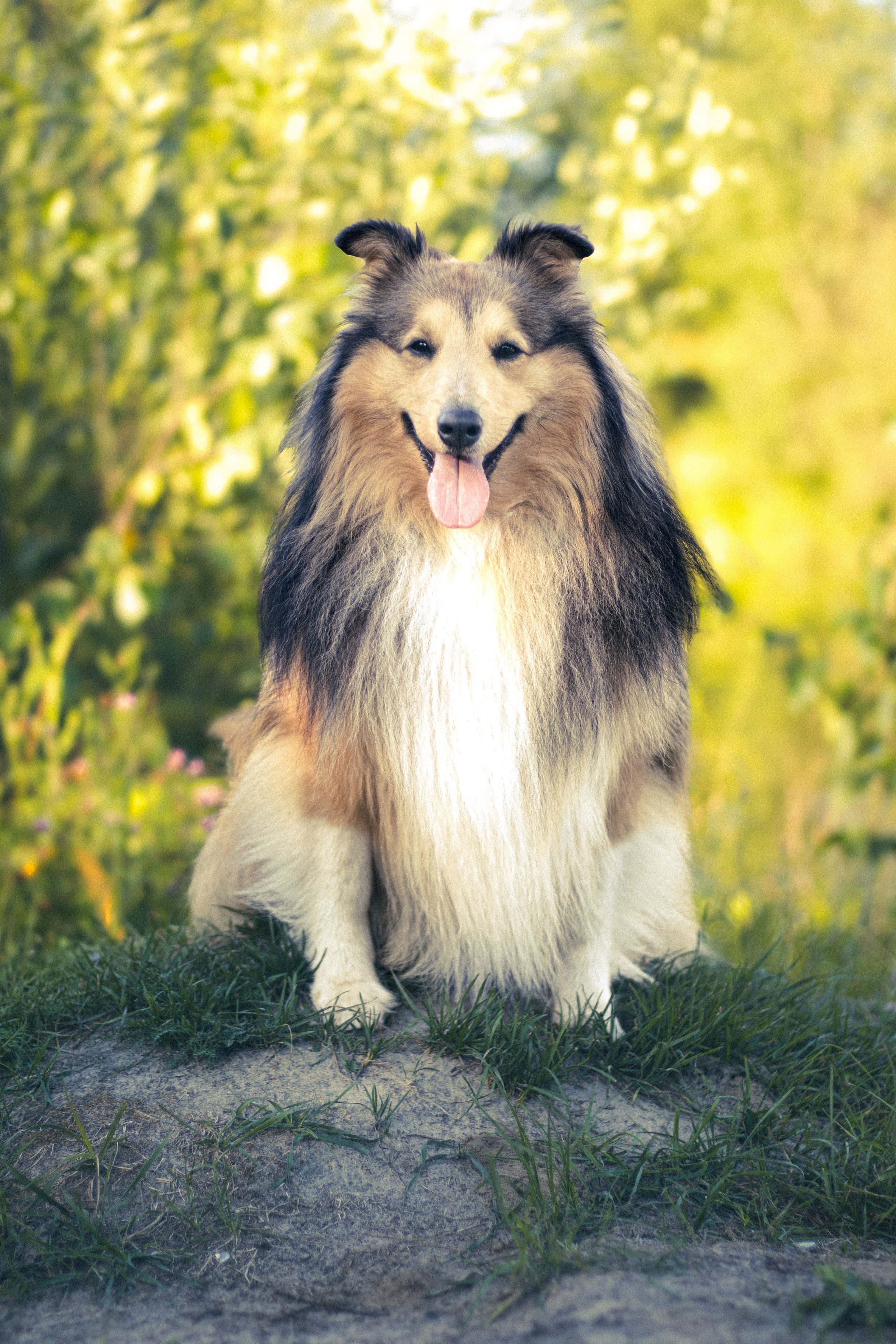 Кинематографический сюжет с шелти. Портретный фотограф в Нижнем Новгороде Катя Попова