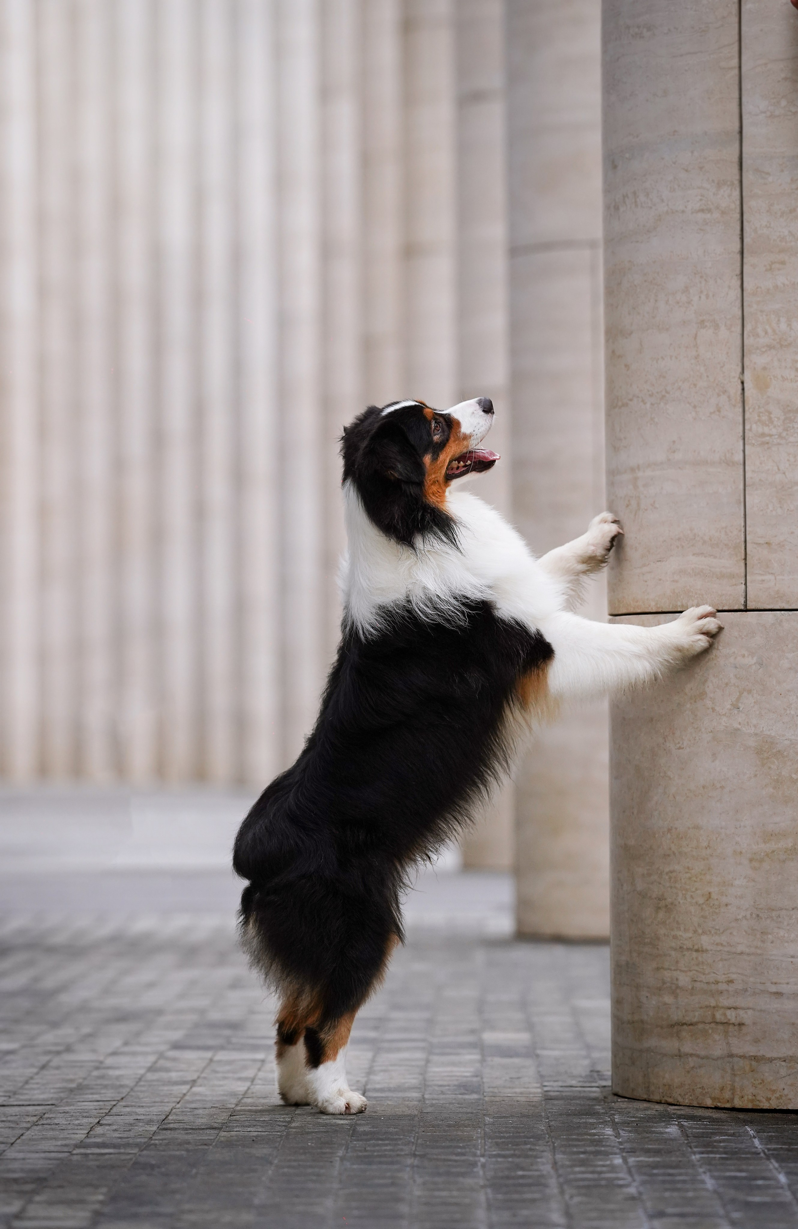 Кристина Катя Гермиона и Бэст. Фотограф-анималист в Санкт-Петербурге Яна Мартынова