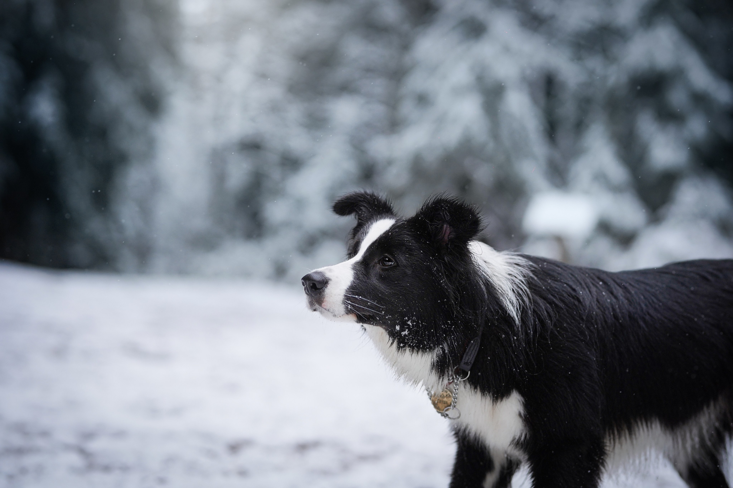 Юлия и Груша. Фотограф-анималист в Санкт-Петербурге Яна Мартынова