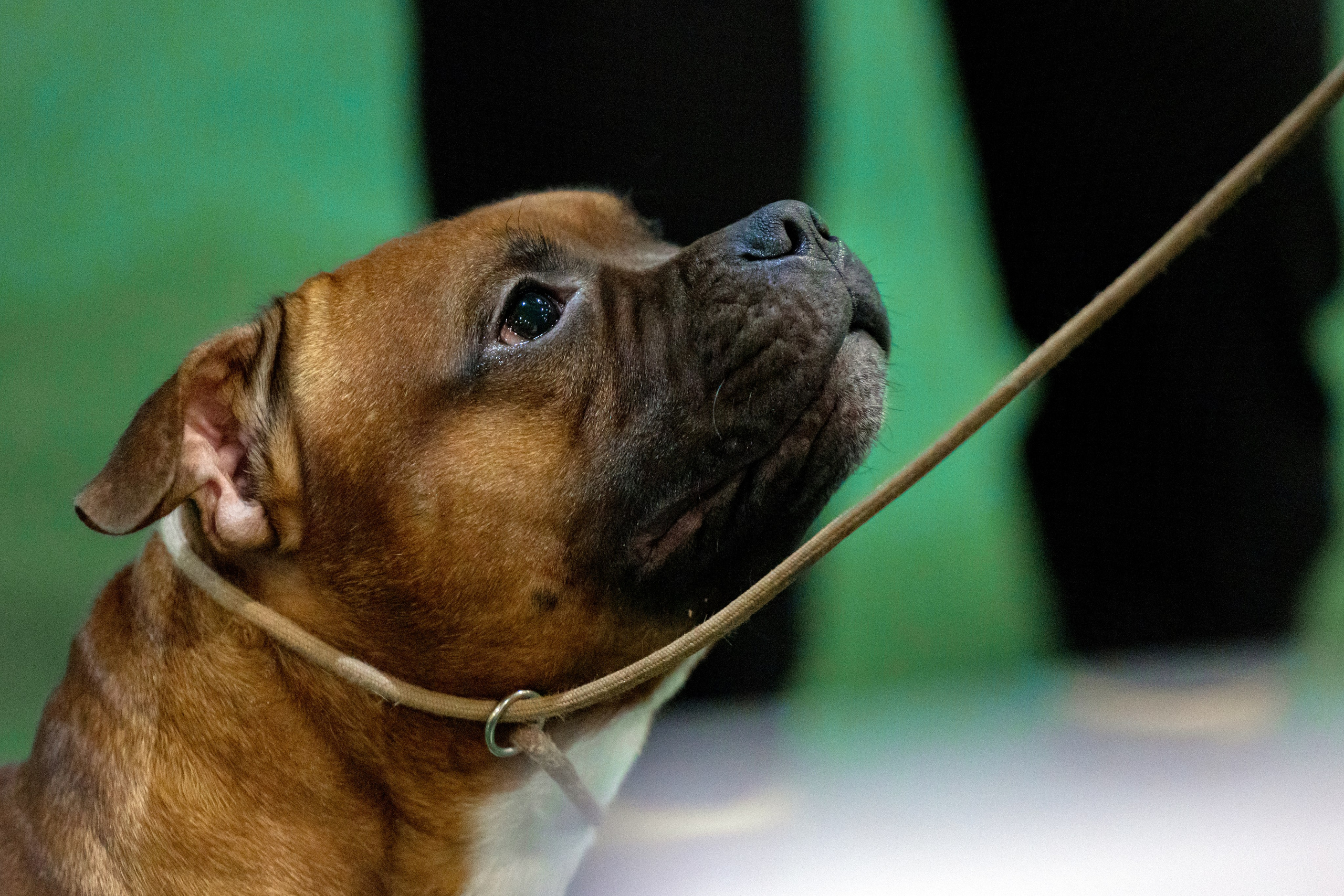 Крокус 3,9 и 10.12.2023. Фотограф-анималист Юлия Германика